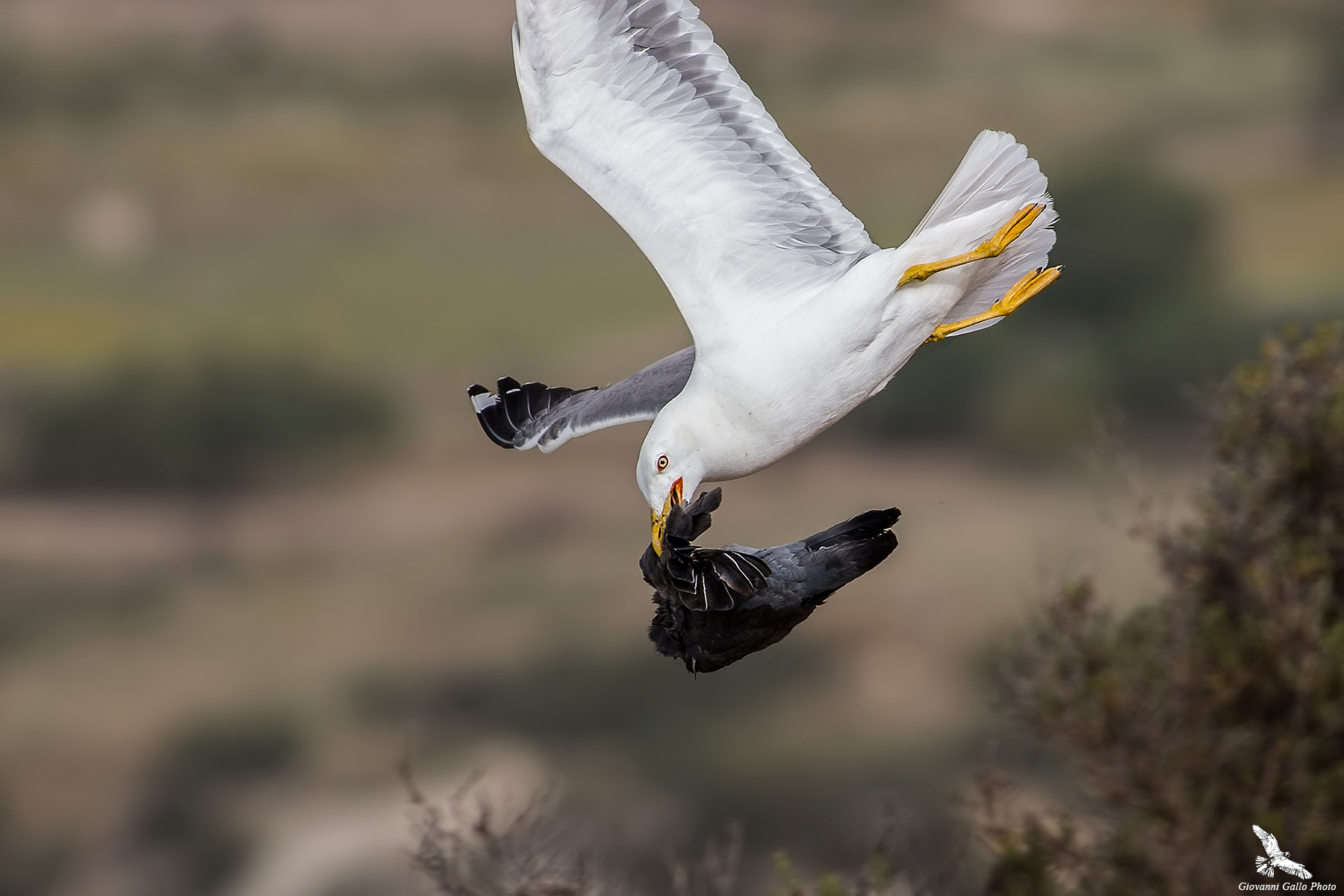 Gabbiano Reale (Larus michahellis)