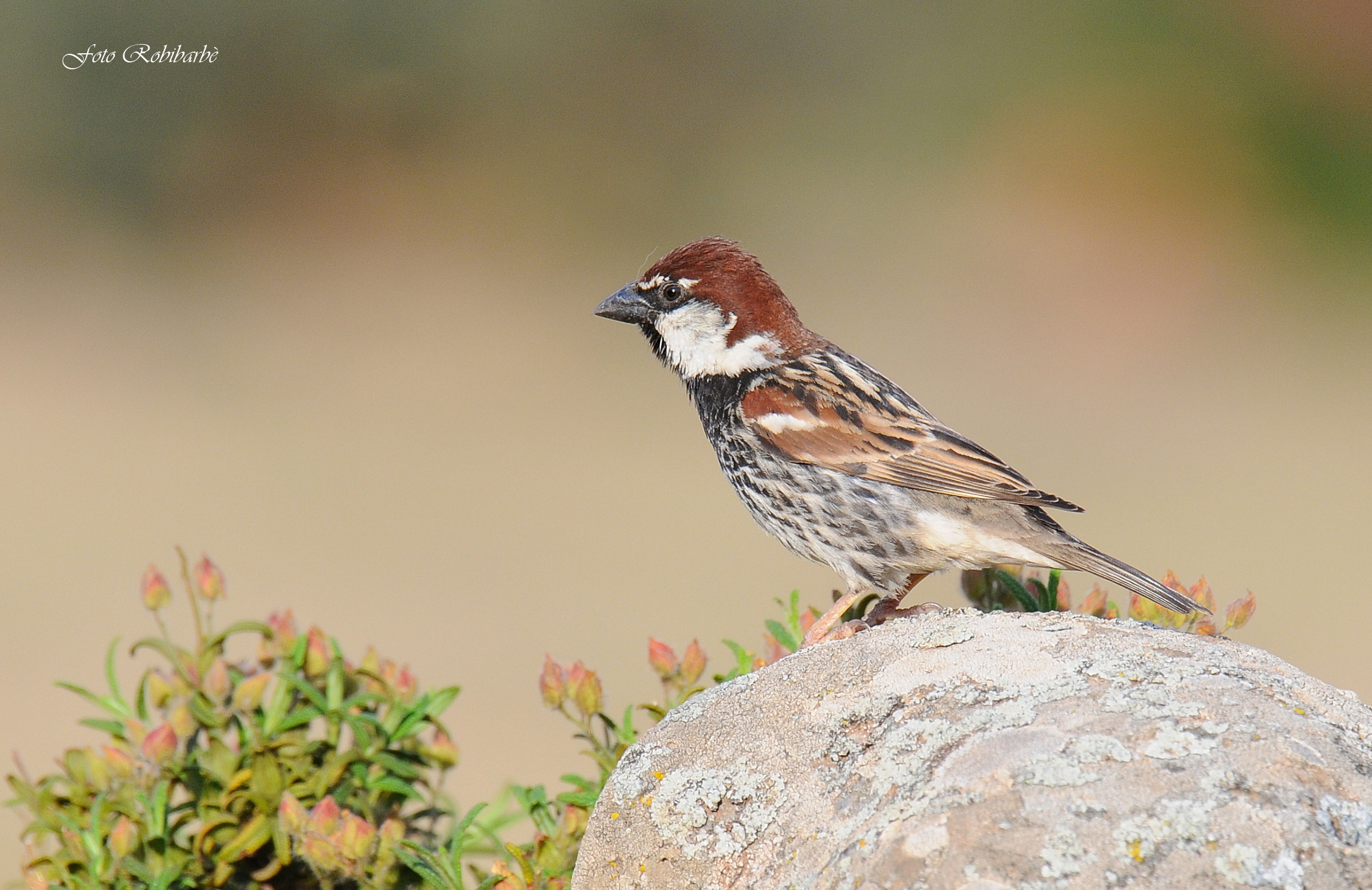 Passera sarda... maschio..