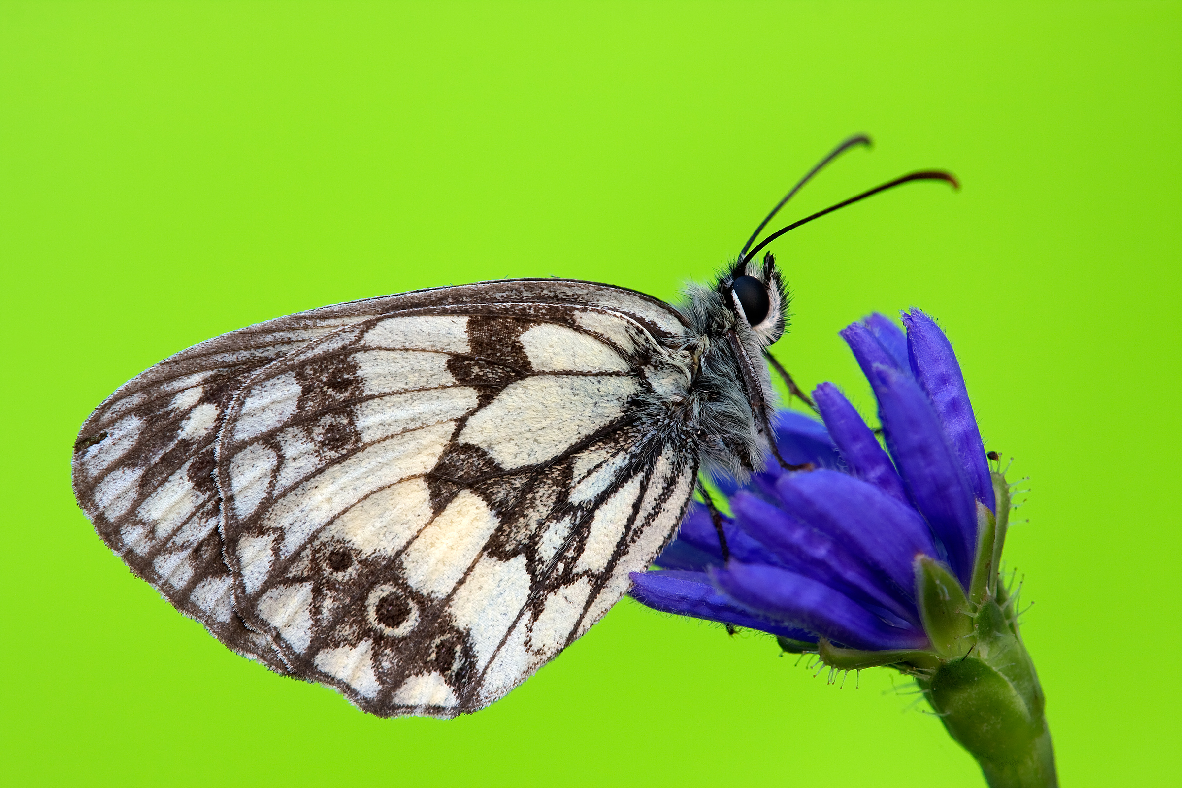 Melanargia galathea