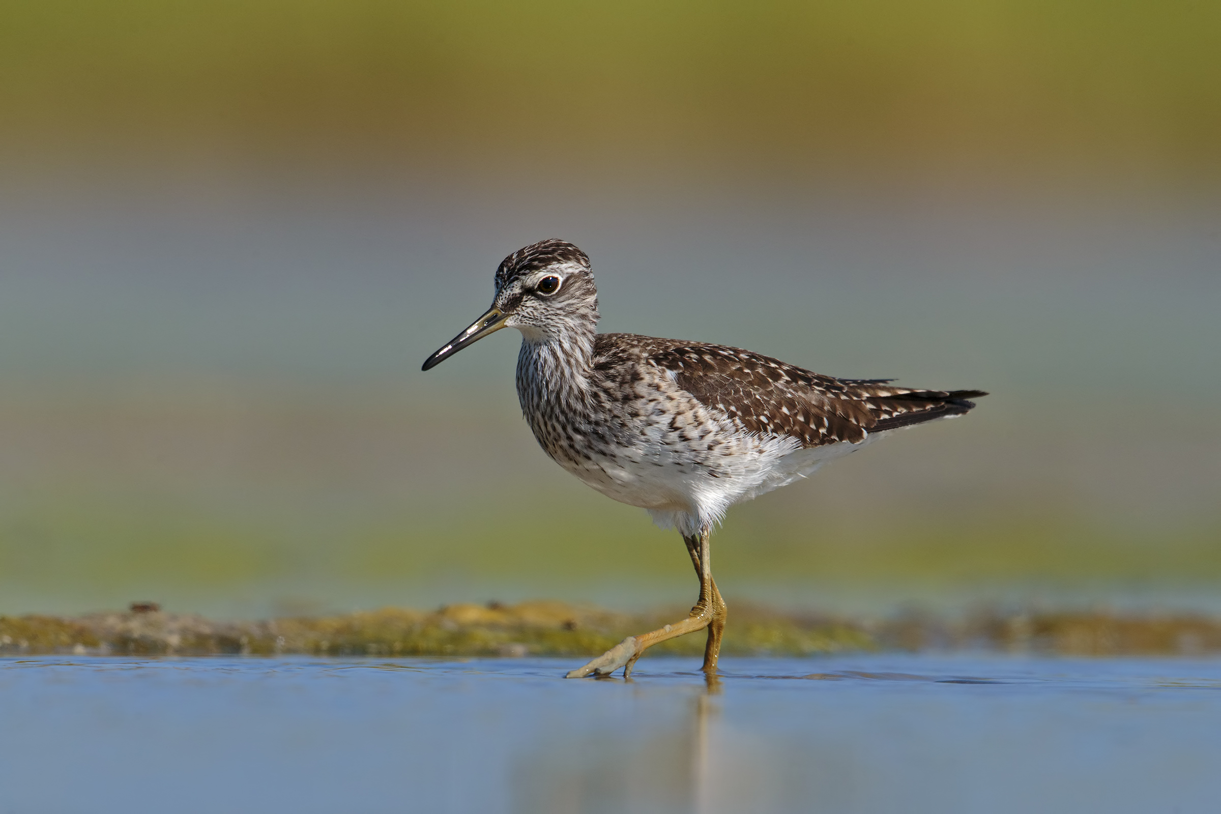 Wood Sandpiper