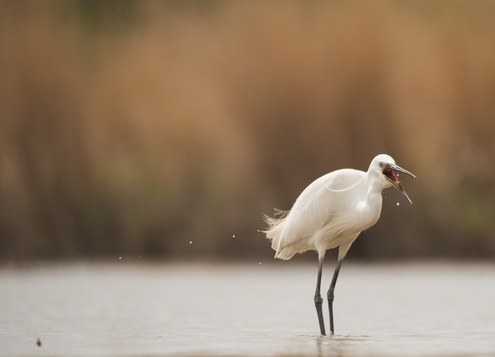Egret vs earthworm (storyboard) 3