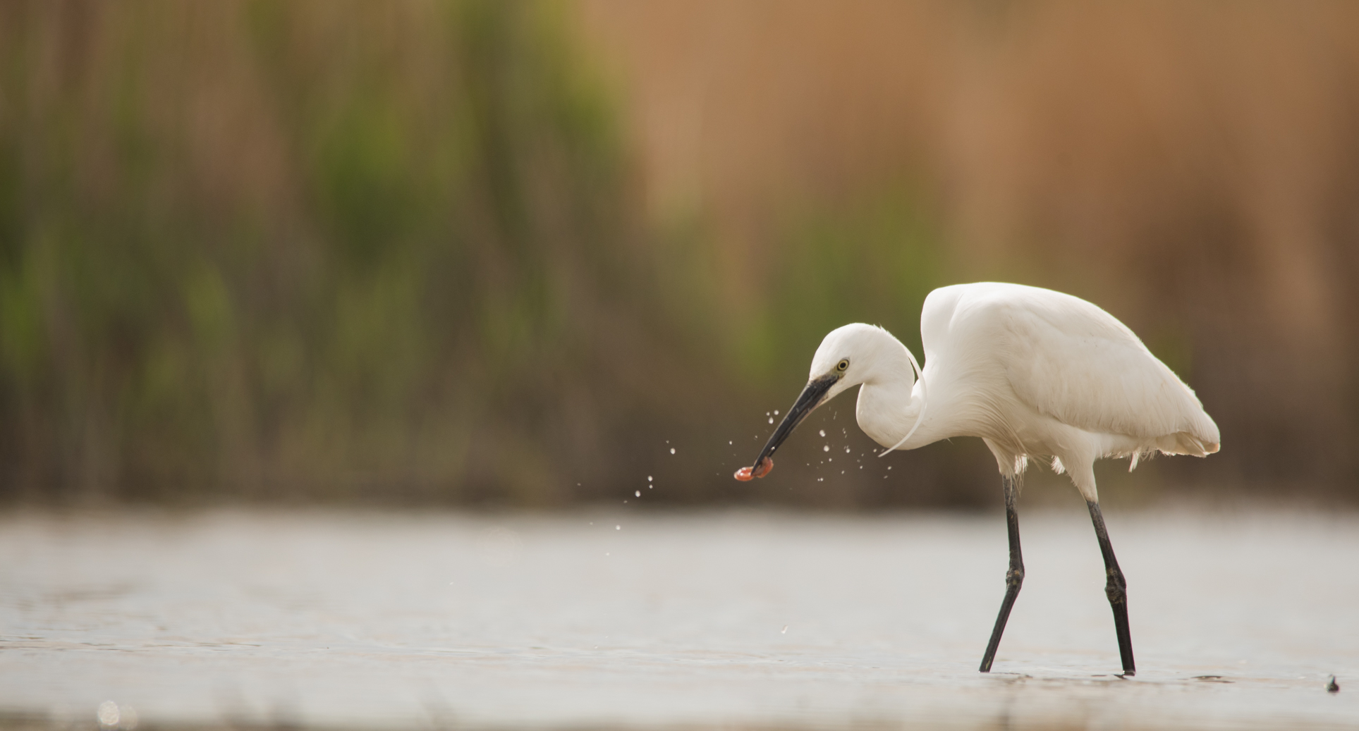 Egret vs earthworm (storyboard) 2