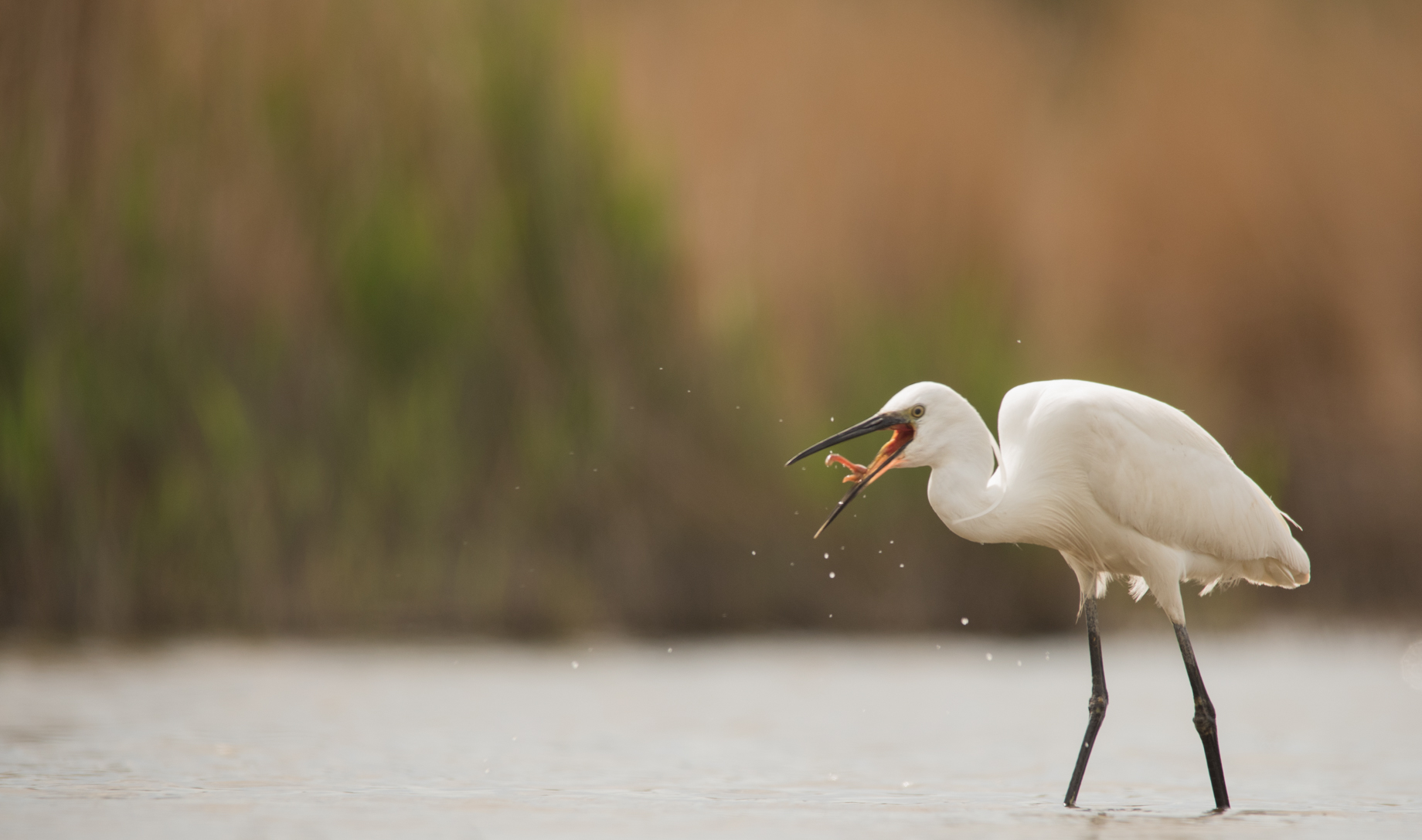Egret vs earthworm (storyboard)
