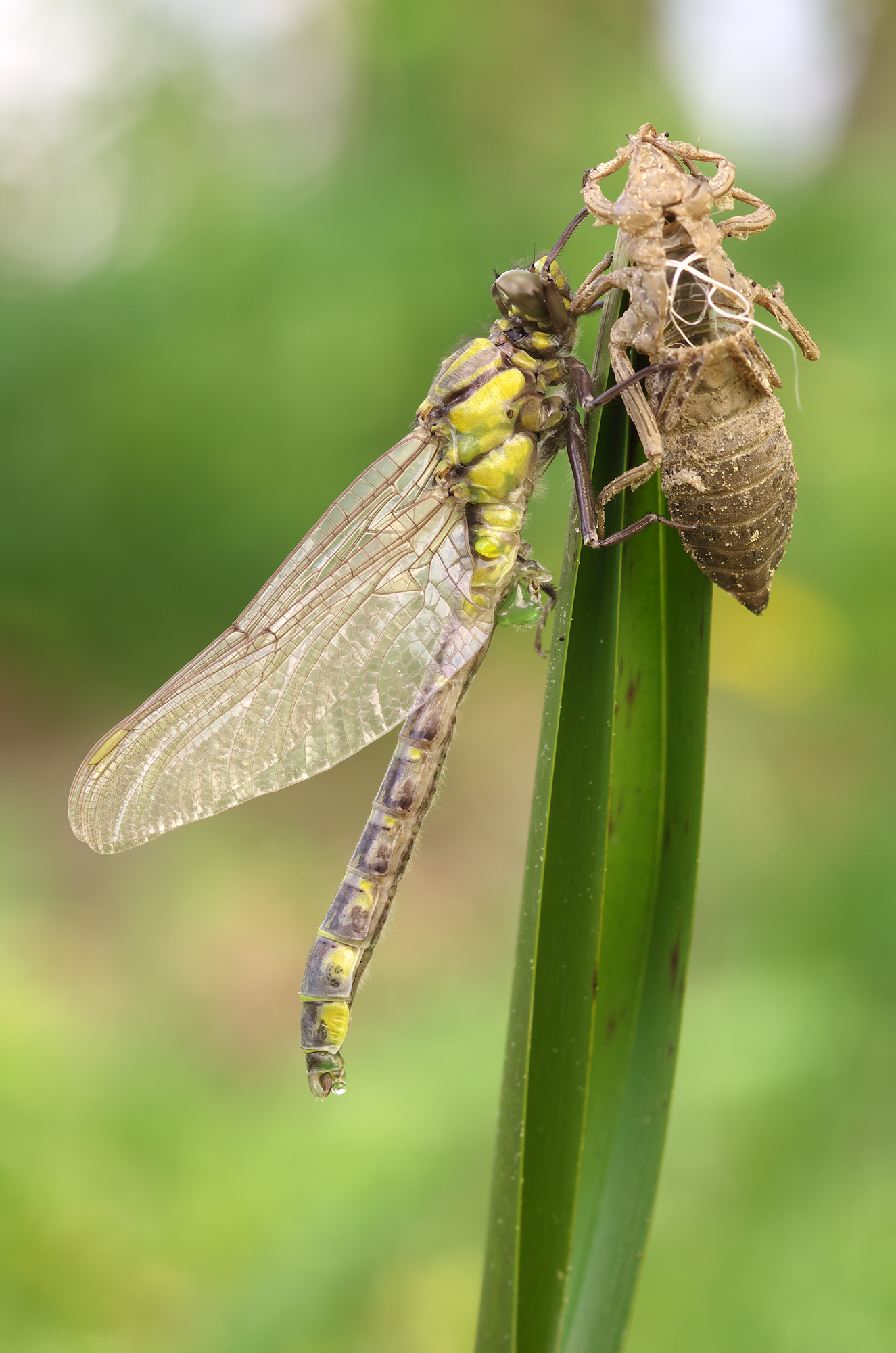 Gomphus vulgatissimus