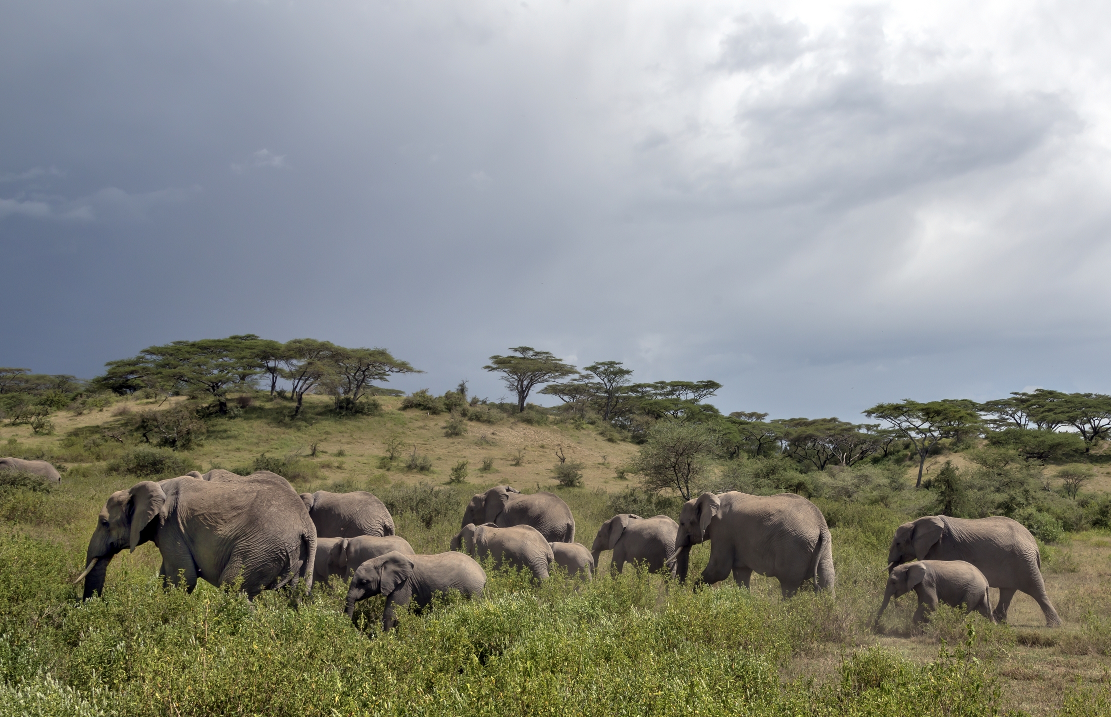 Tanzania 2016 - Elefanti