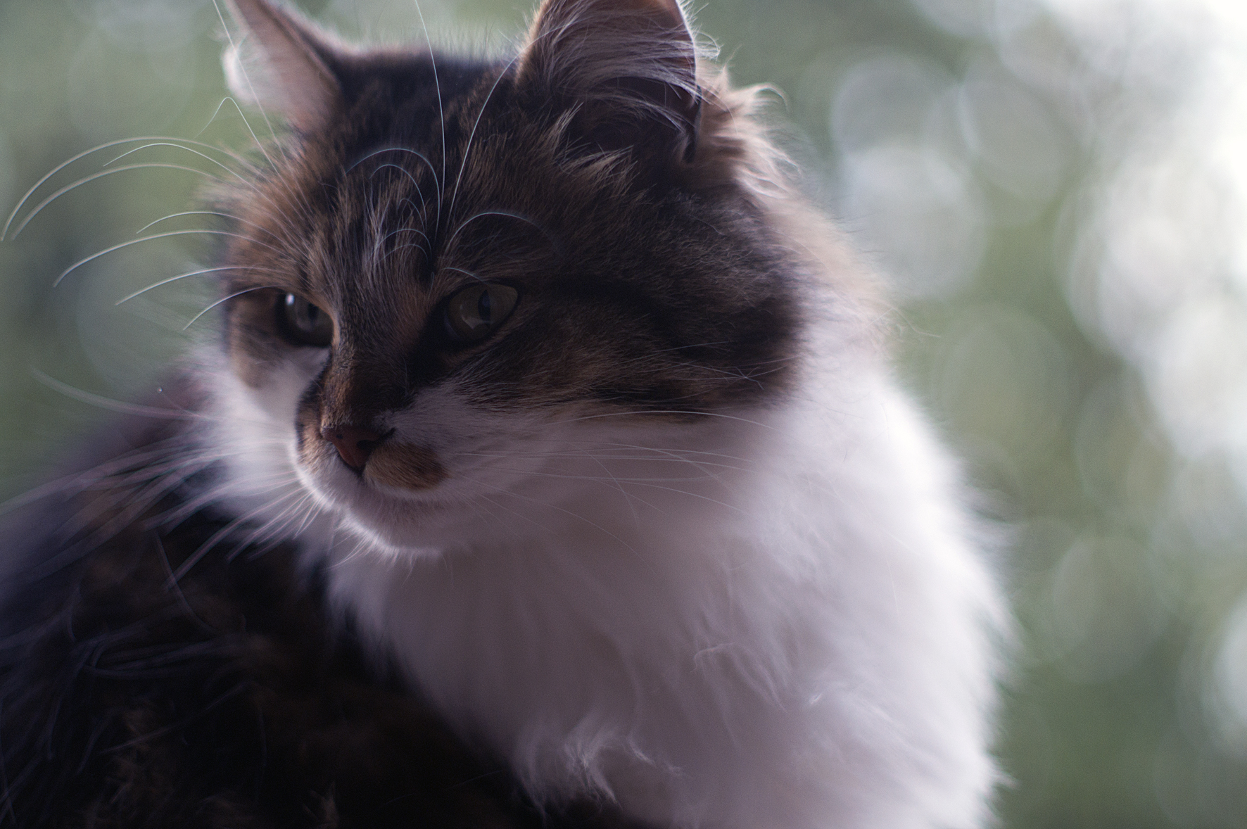 Yashinon 50 1.4 on Sony NEX-3n