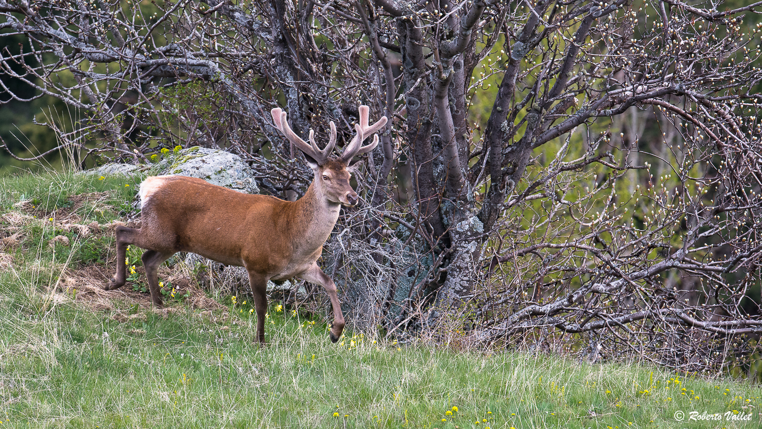 schivo, silenzioso, possente, elegante...