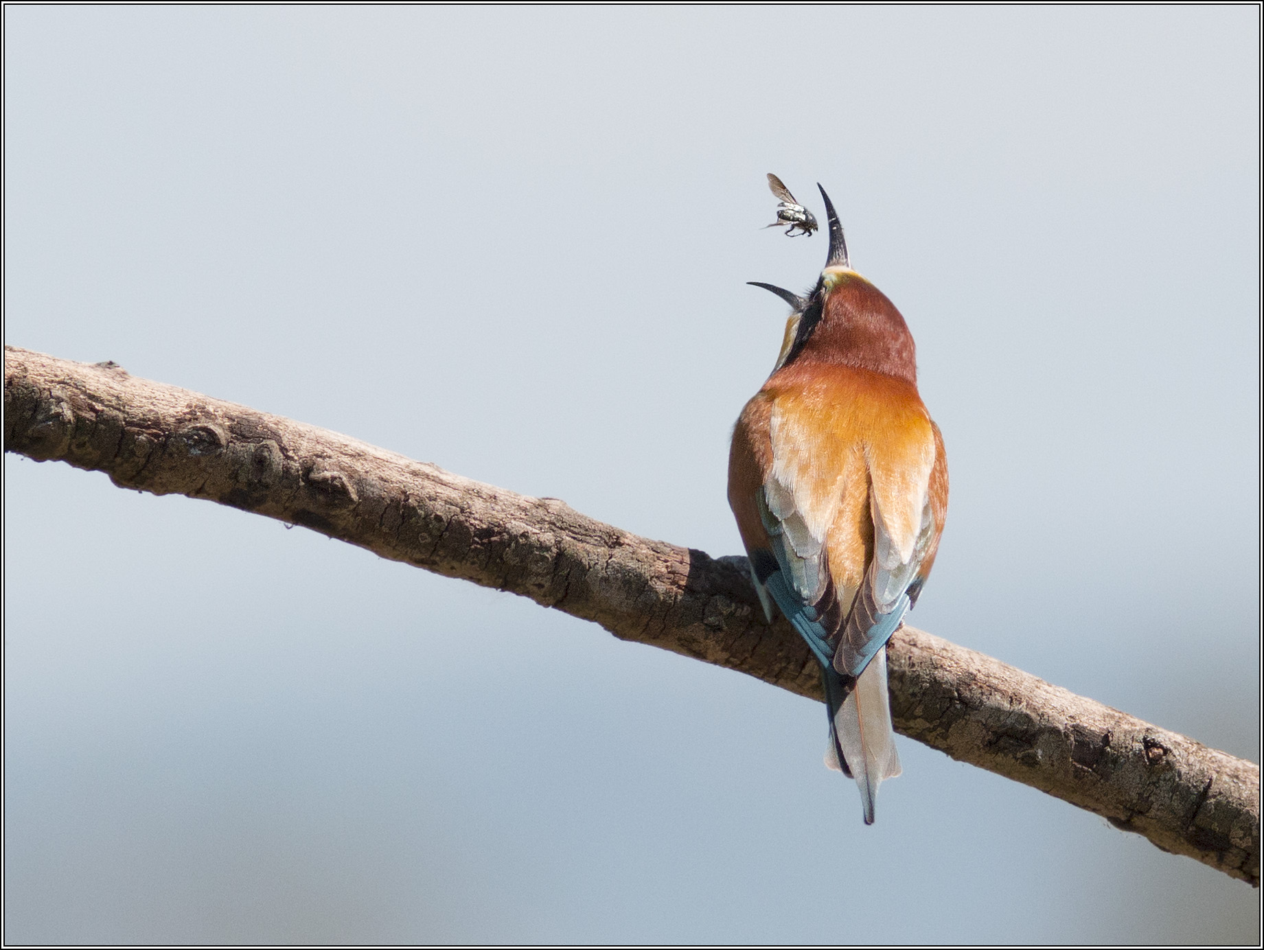 I catch you ... crop Fly