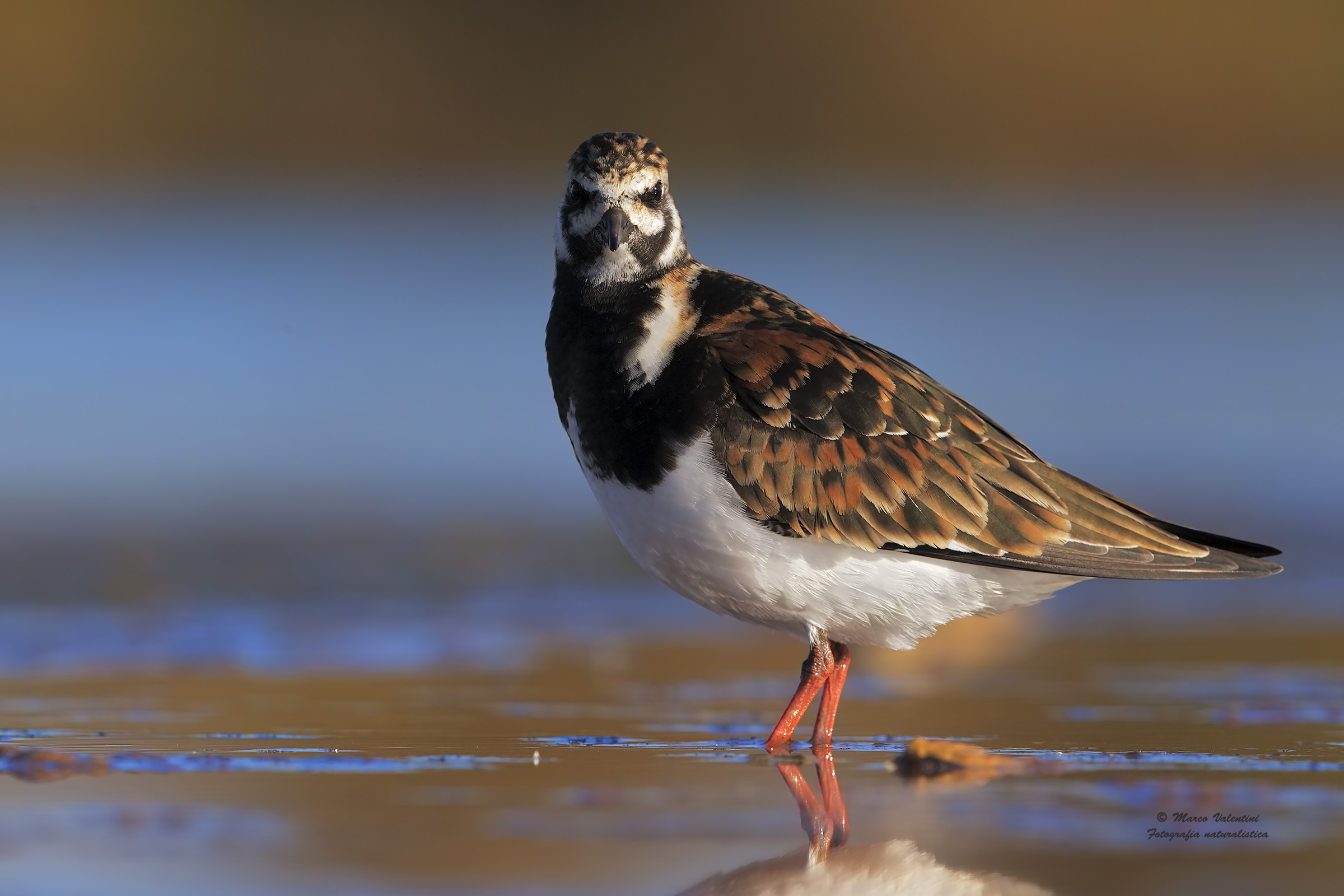 Turnstone