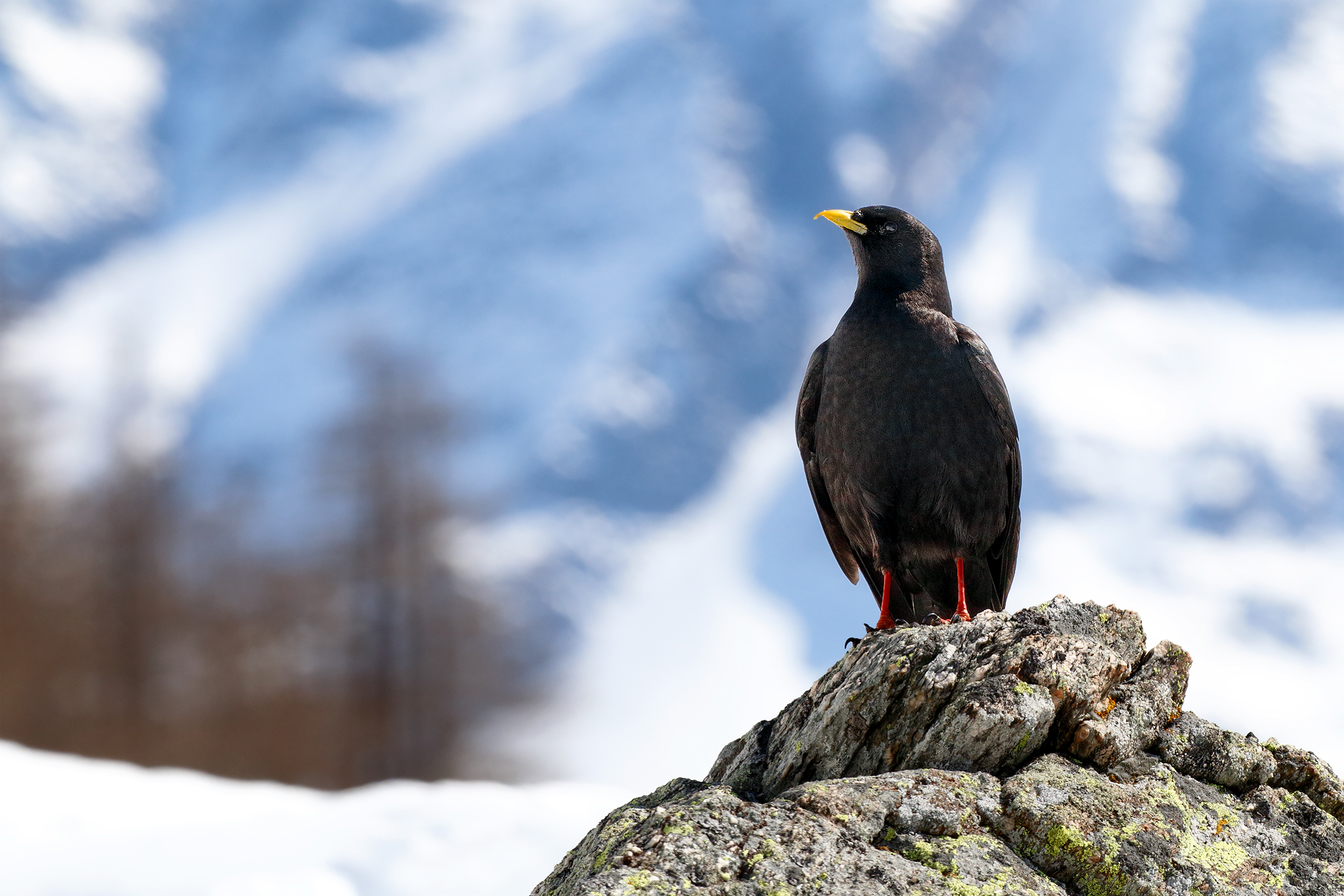 chough