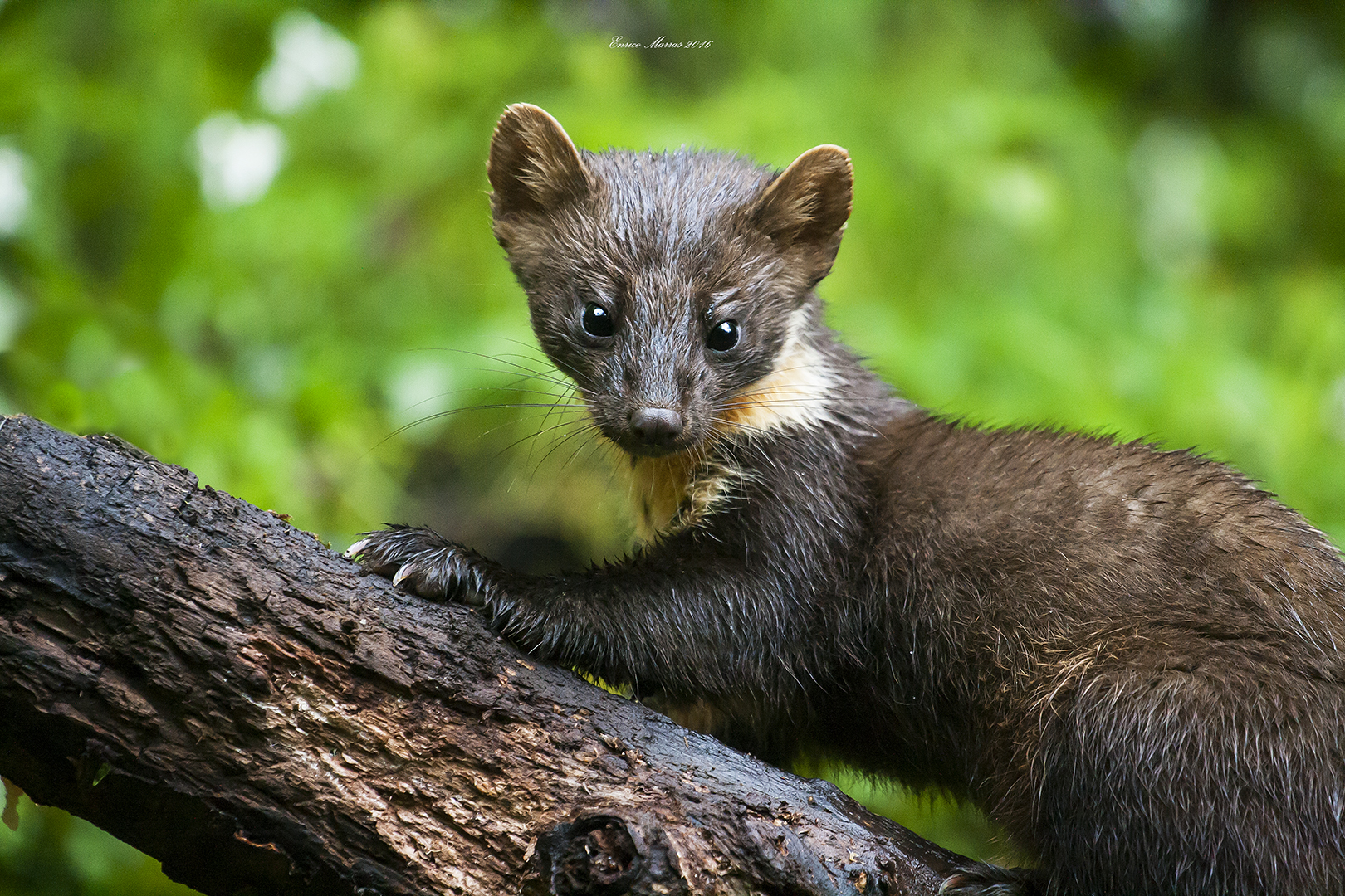 La Marta e la pioggia.