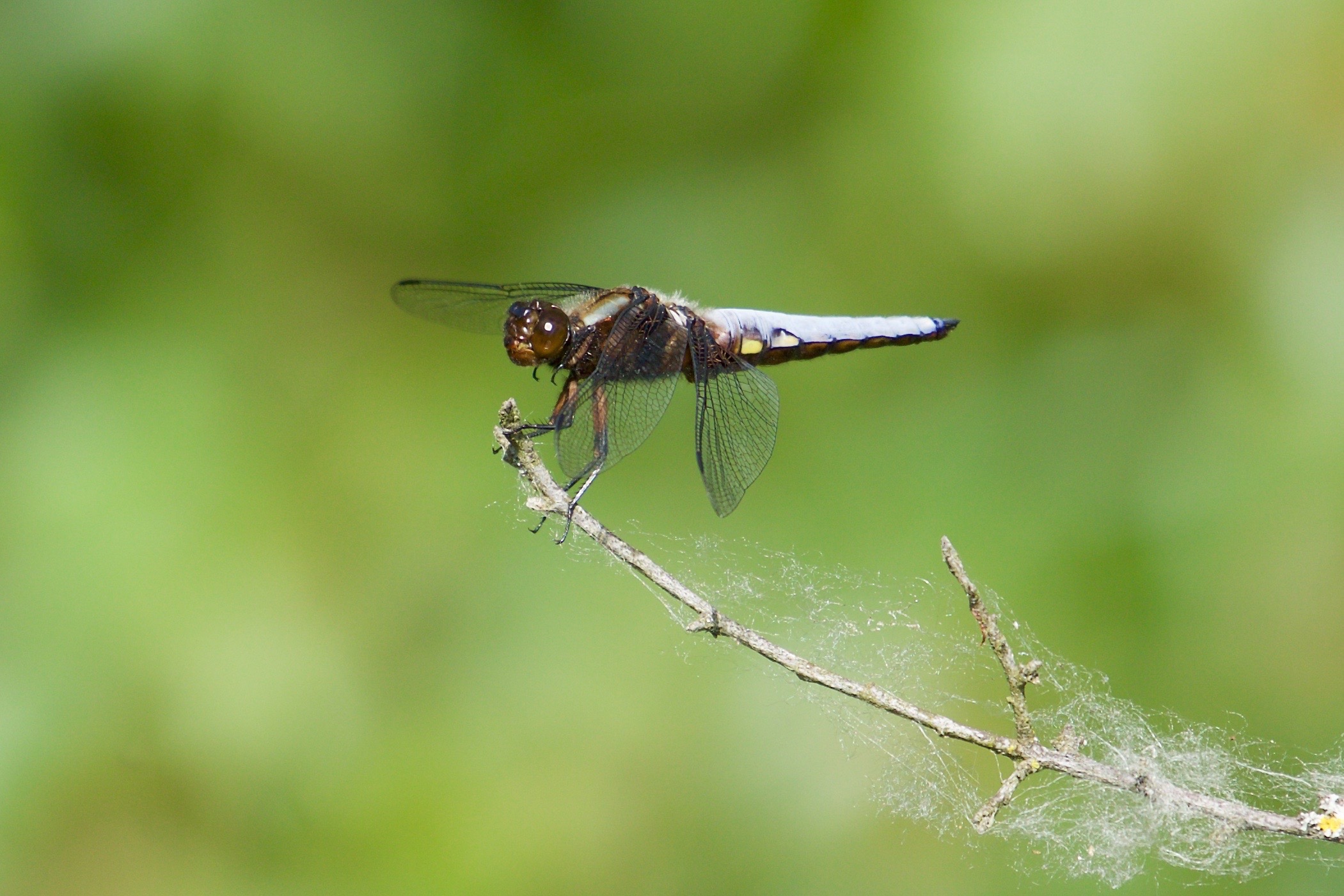 Libellula depressa Linnaeus