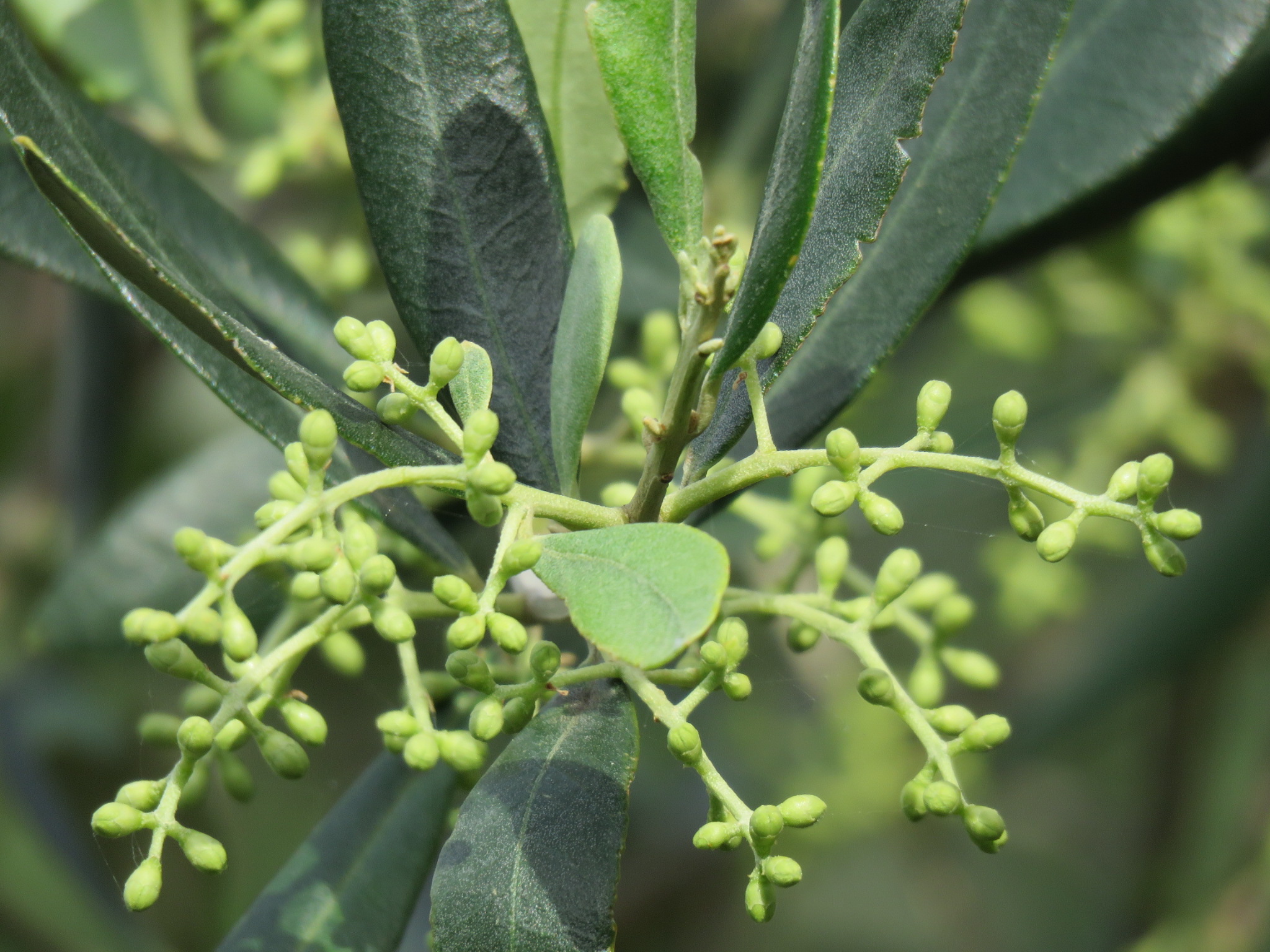 olive tree in the spring