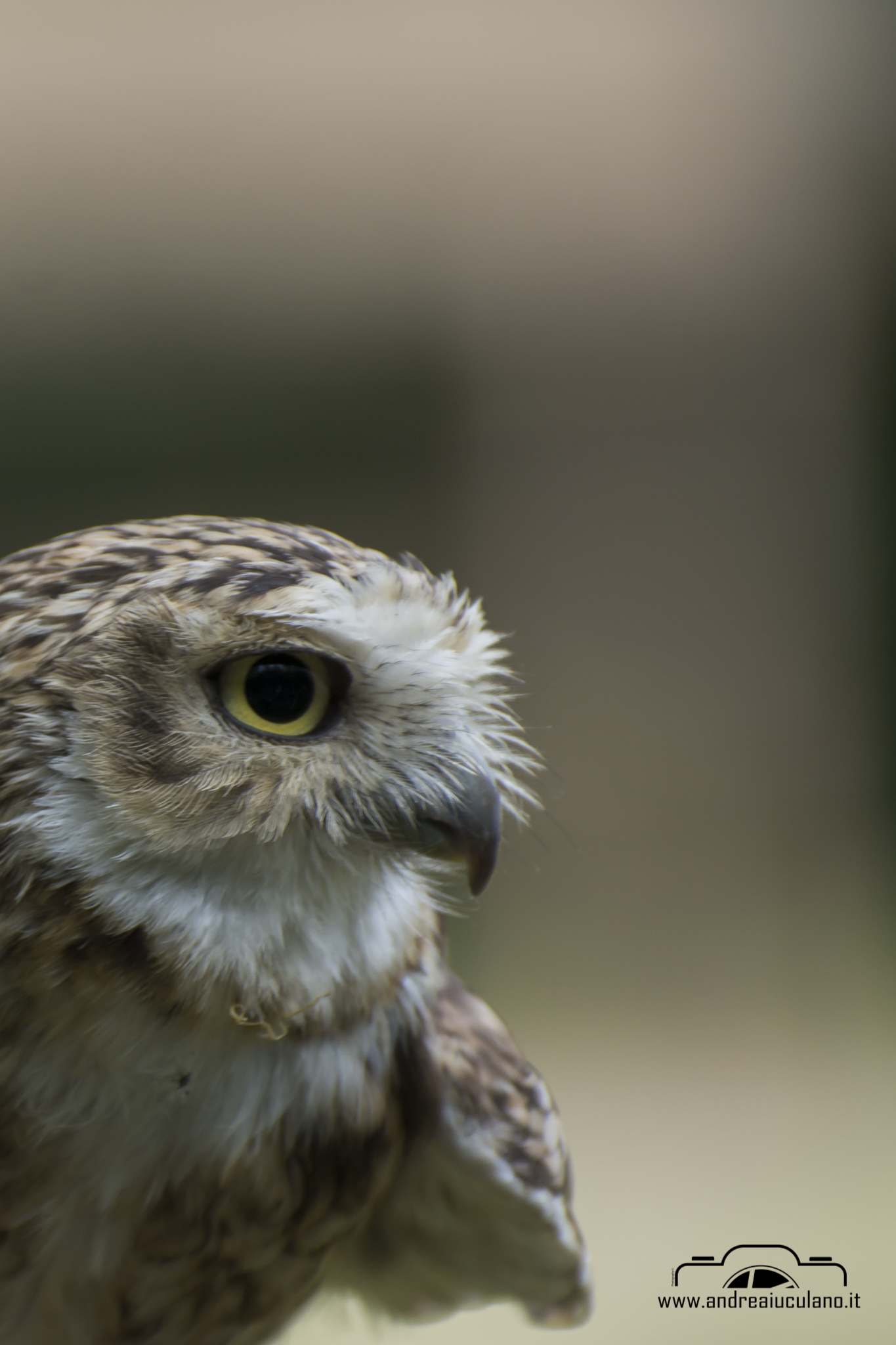 American Burrowing Owl