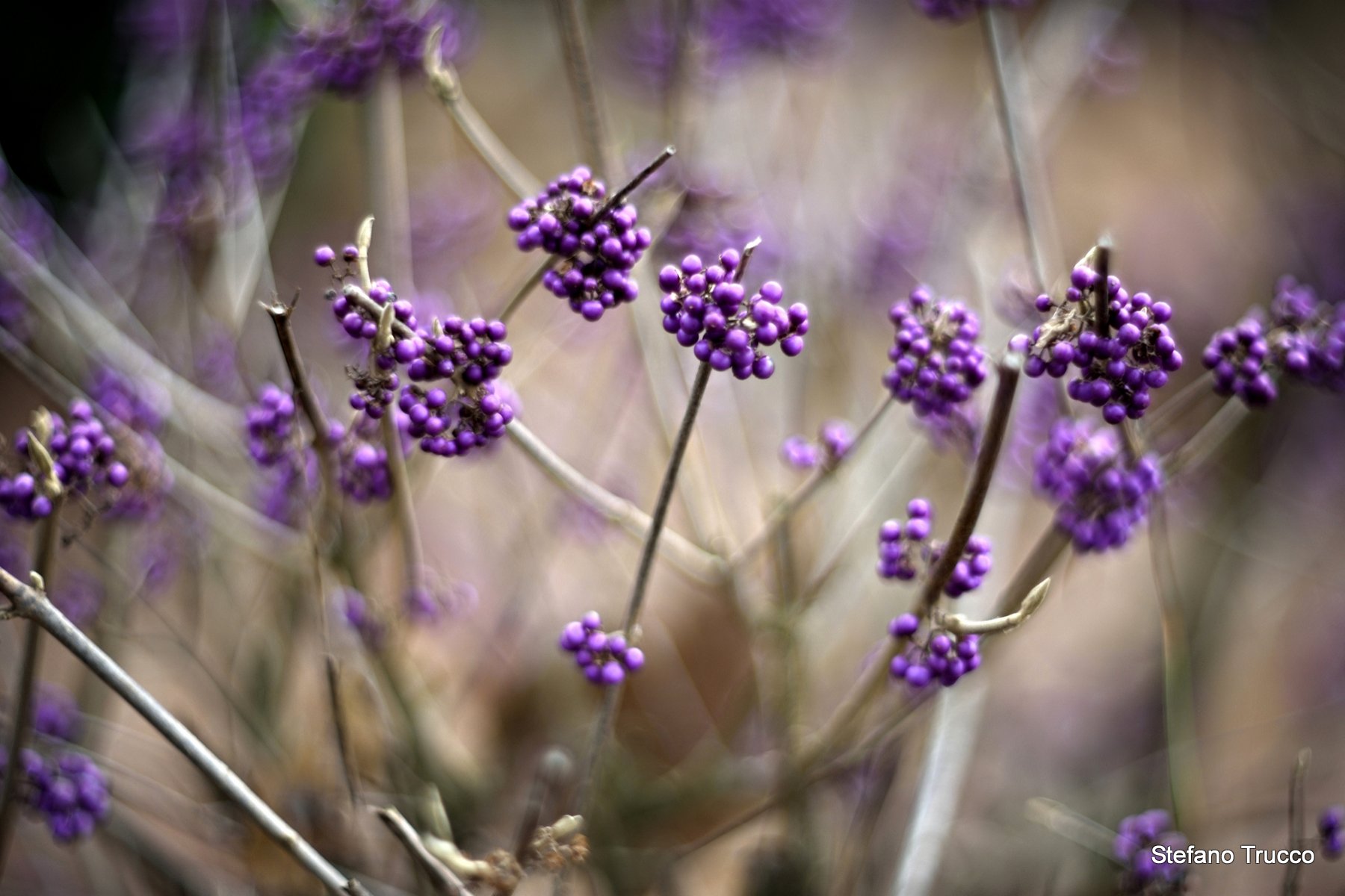 Callicarpa