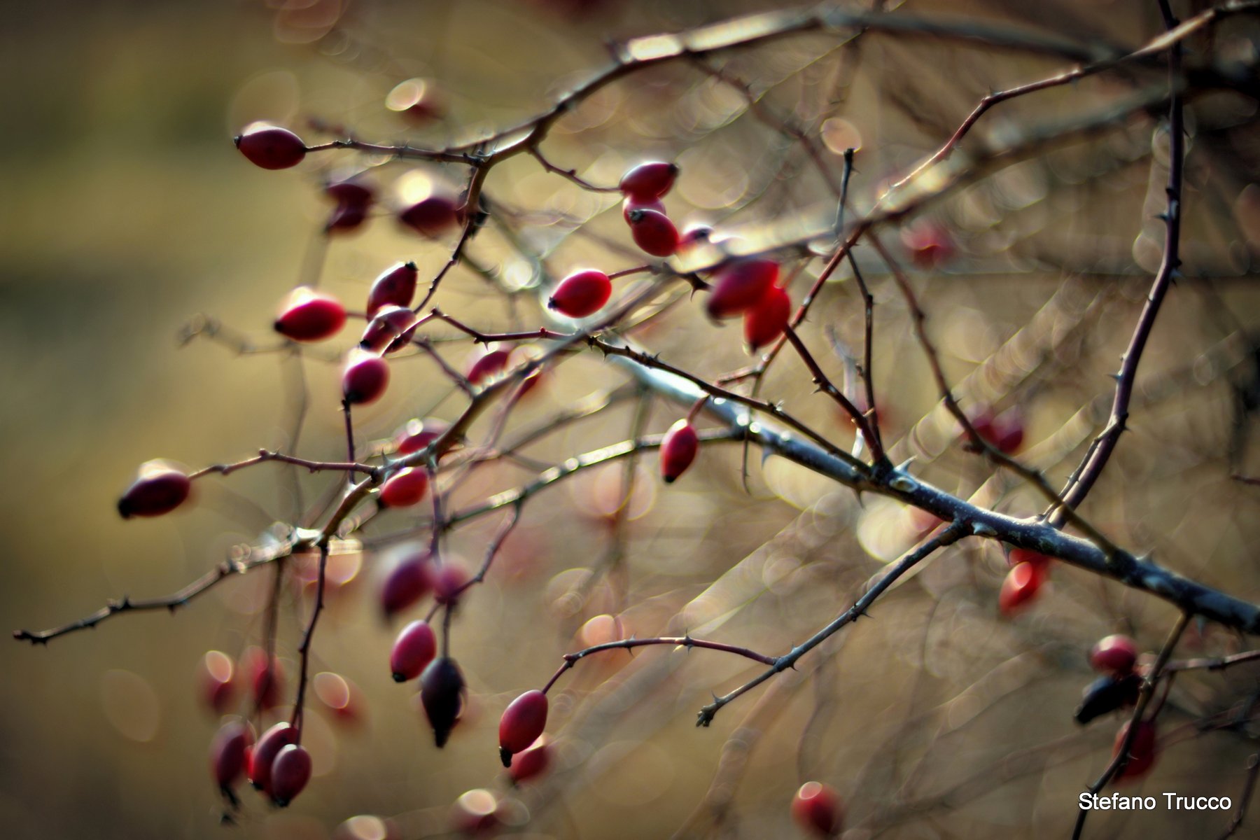Bacche di rosa canina