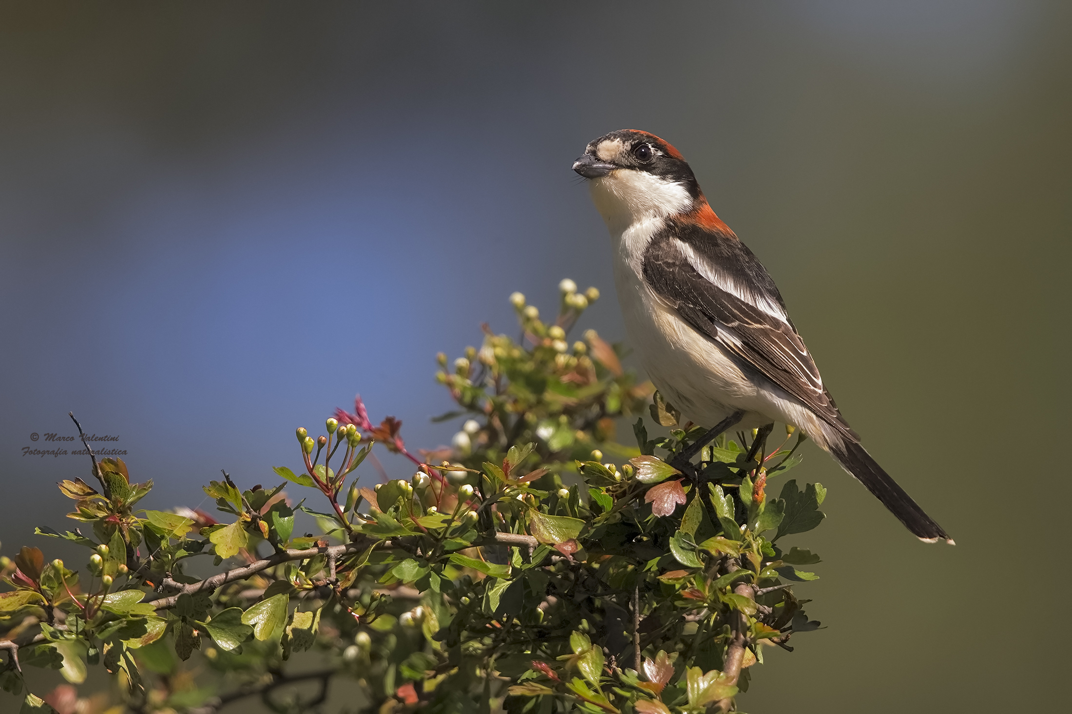 Shrike and hawthorn