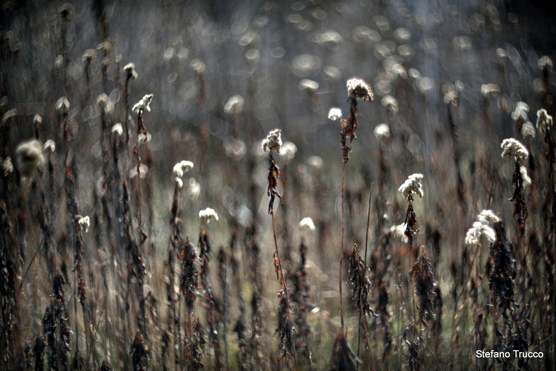 Con Helios nel bosco