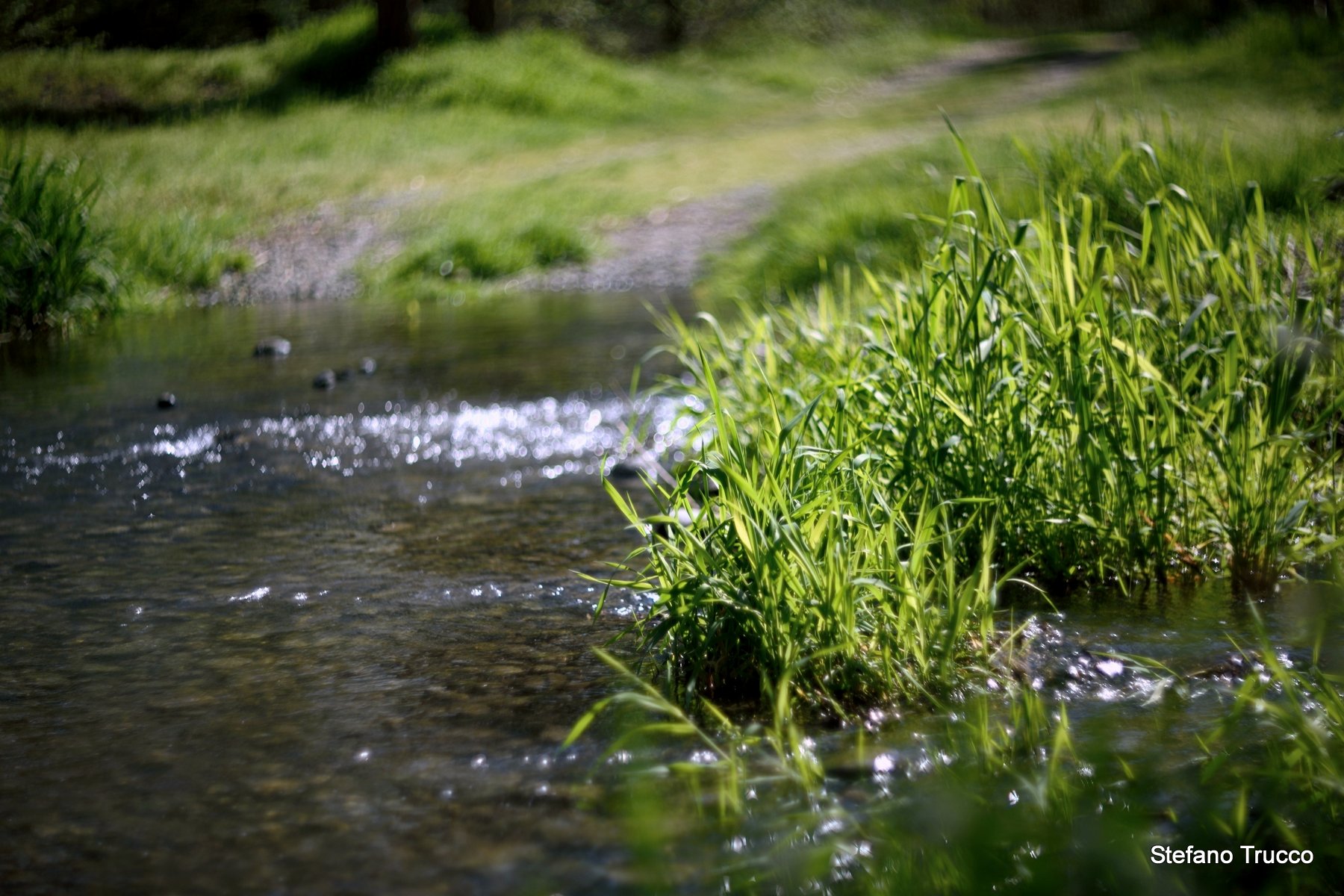 Water, grass and Helios