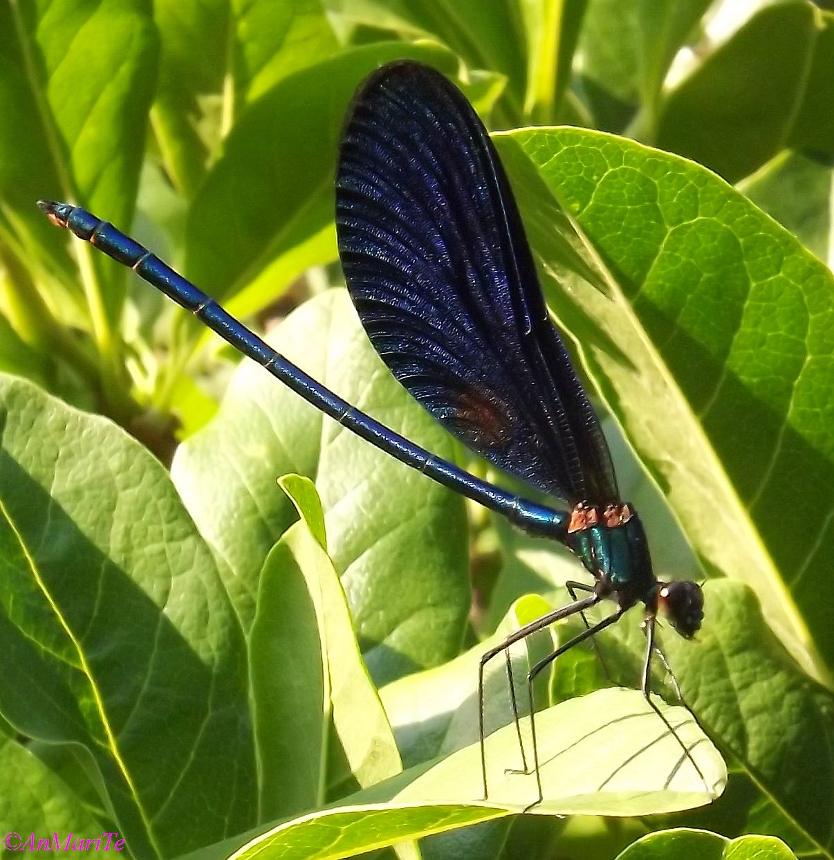 Libellula