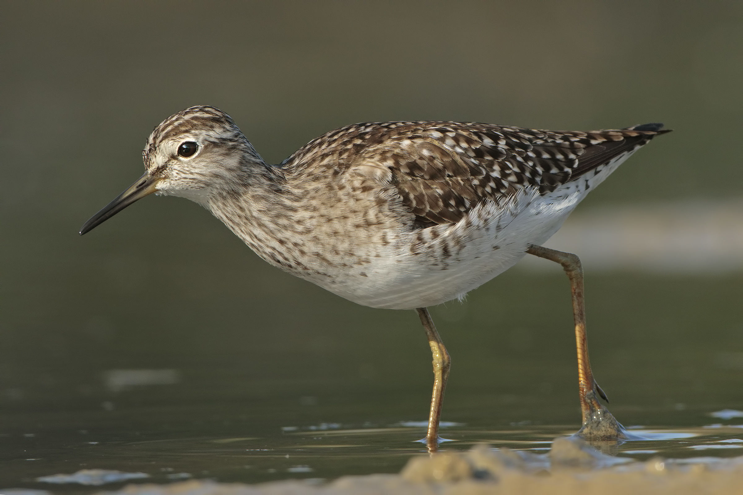 Wood Sandpiper