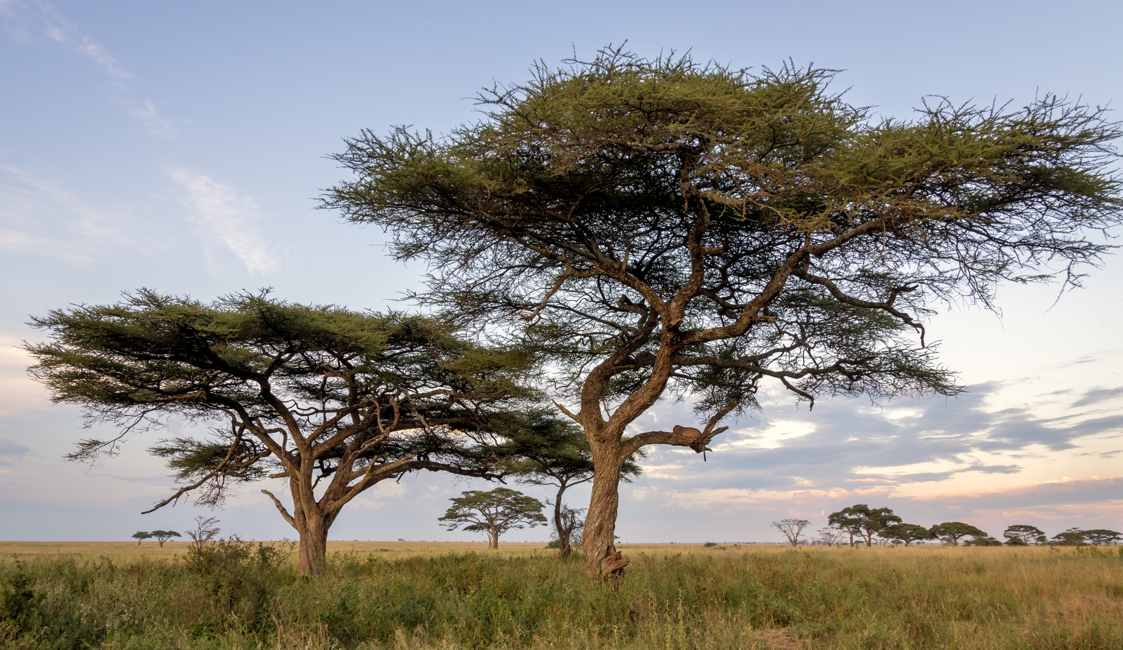 Tanzania 2016 - Sopra gli alberi
