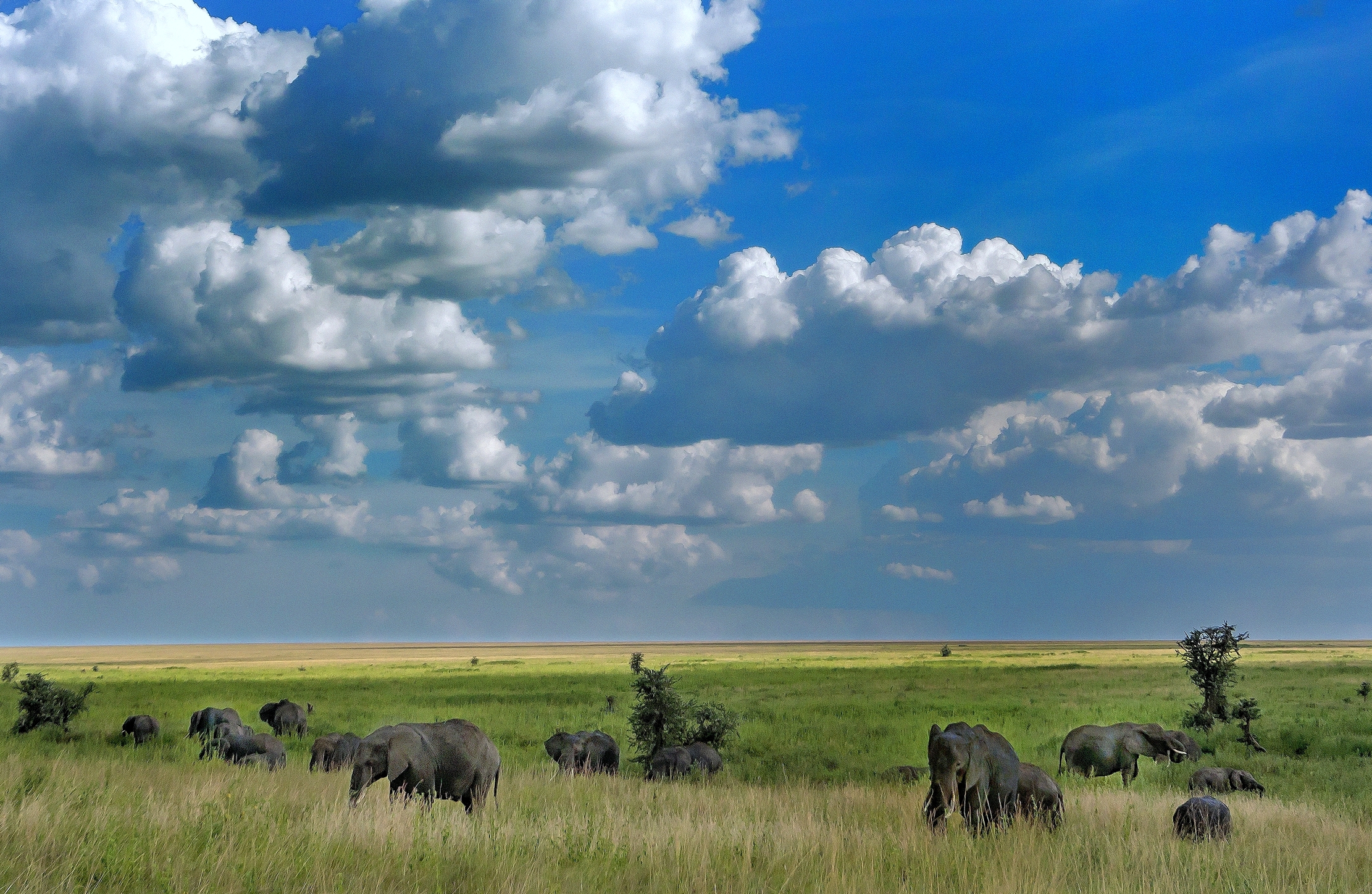 Tanzania 2016 - Elefanti