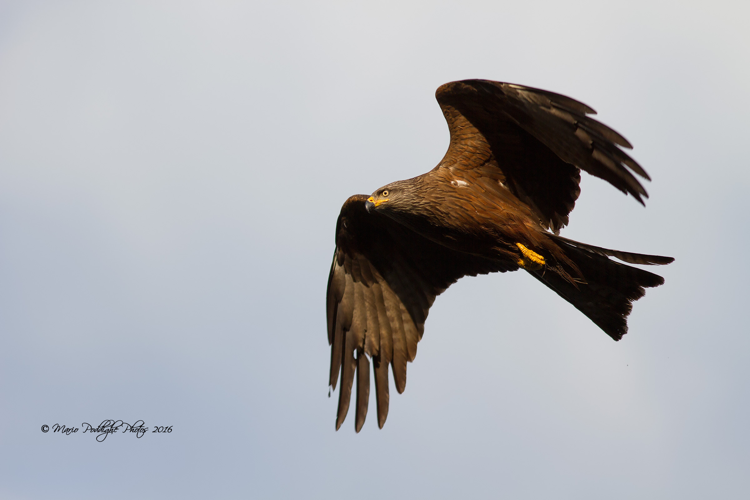 Black Kite