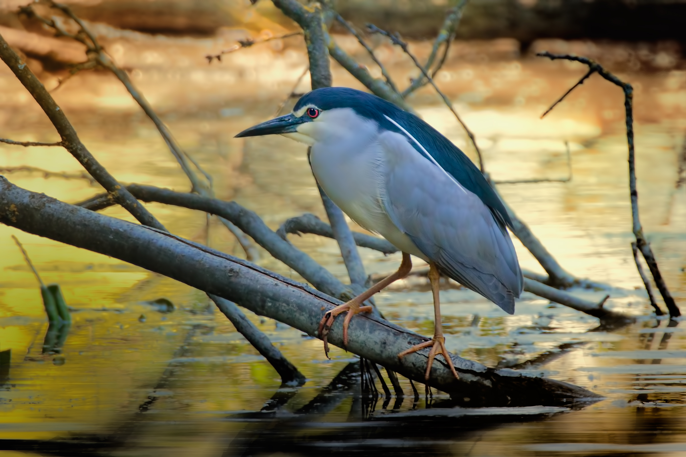 Night Heron (Nycticorax nycticorax)