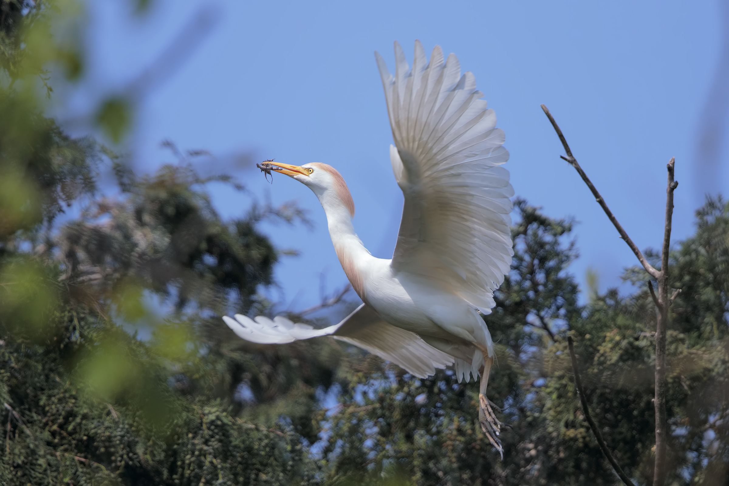 Egret