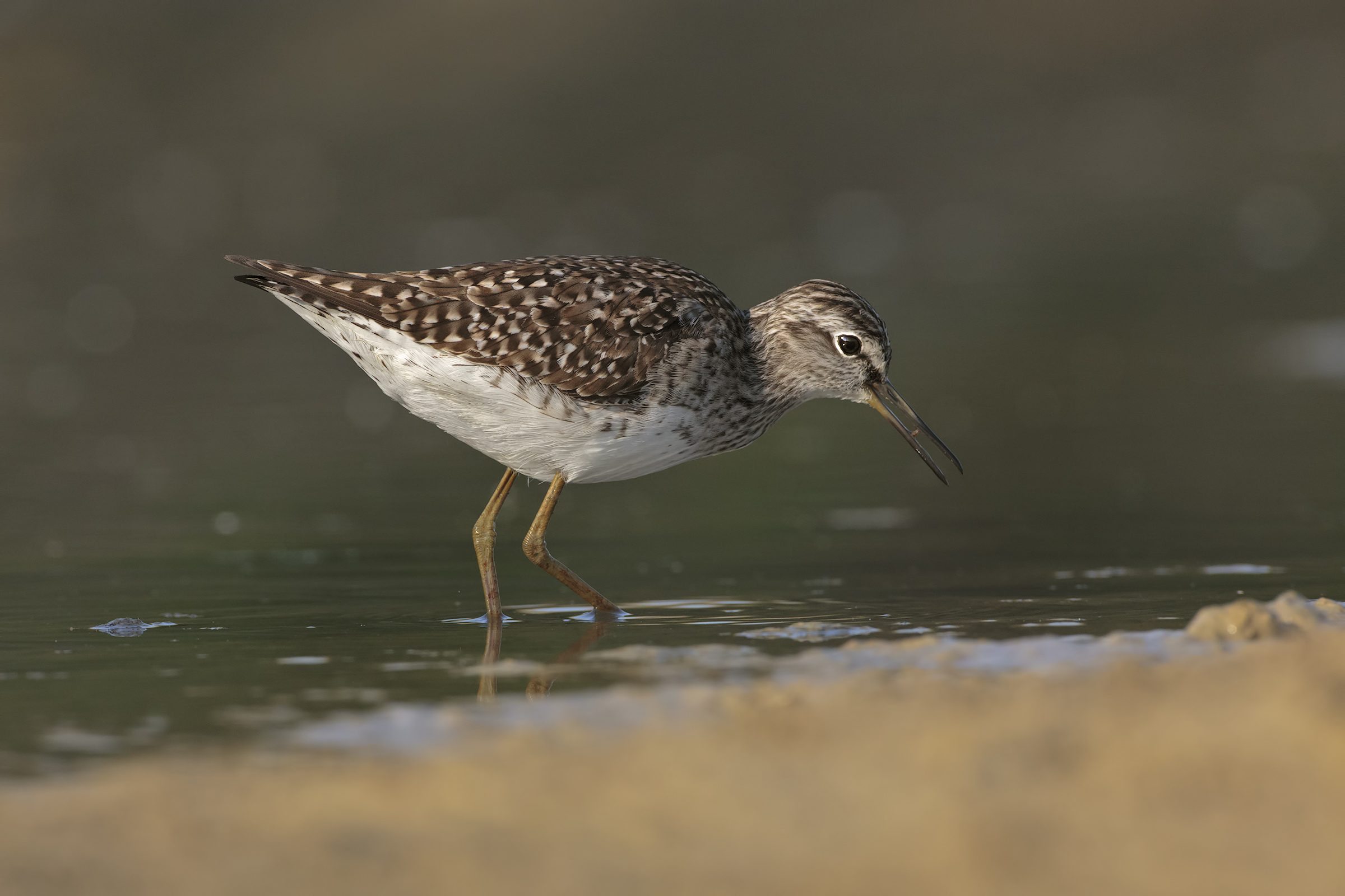Wood Sandpiper
