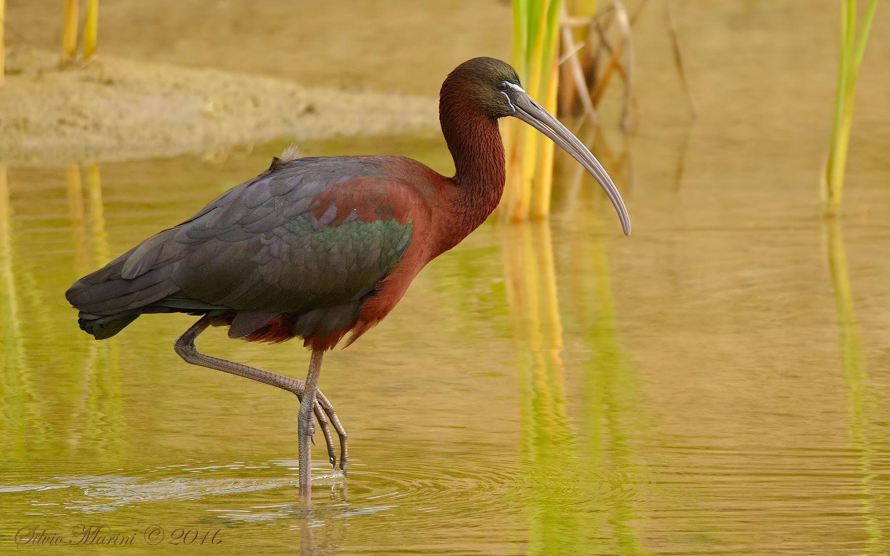 Mignattaio (Plegadis falcinellus)