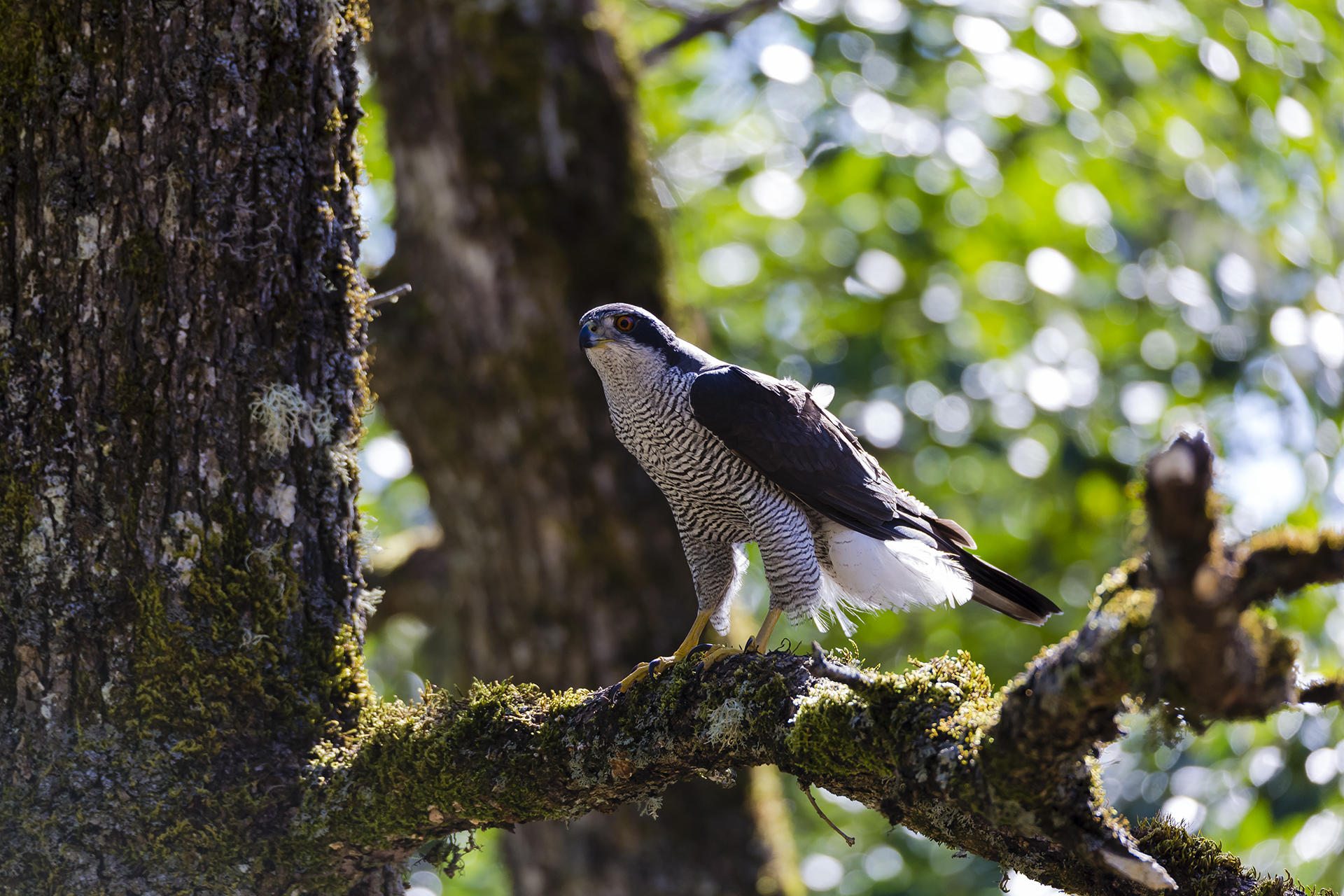 Sardinian goshawk