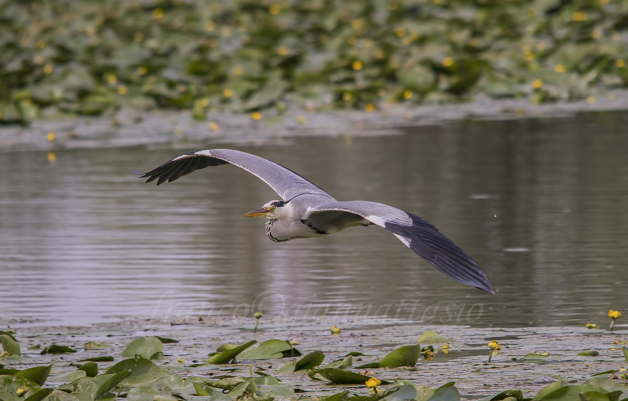 Heron in flight