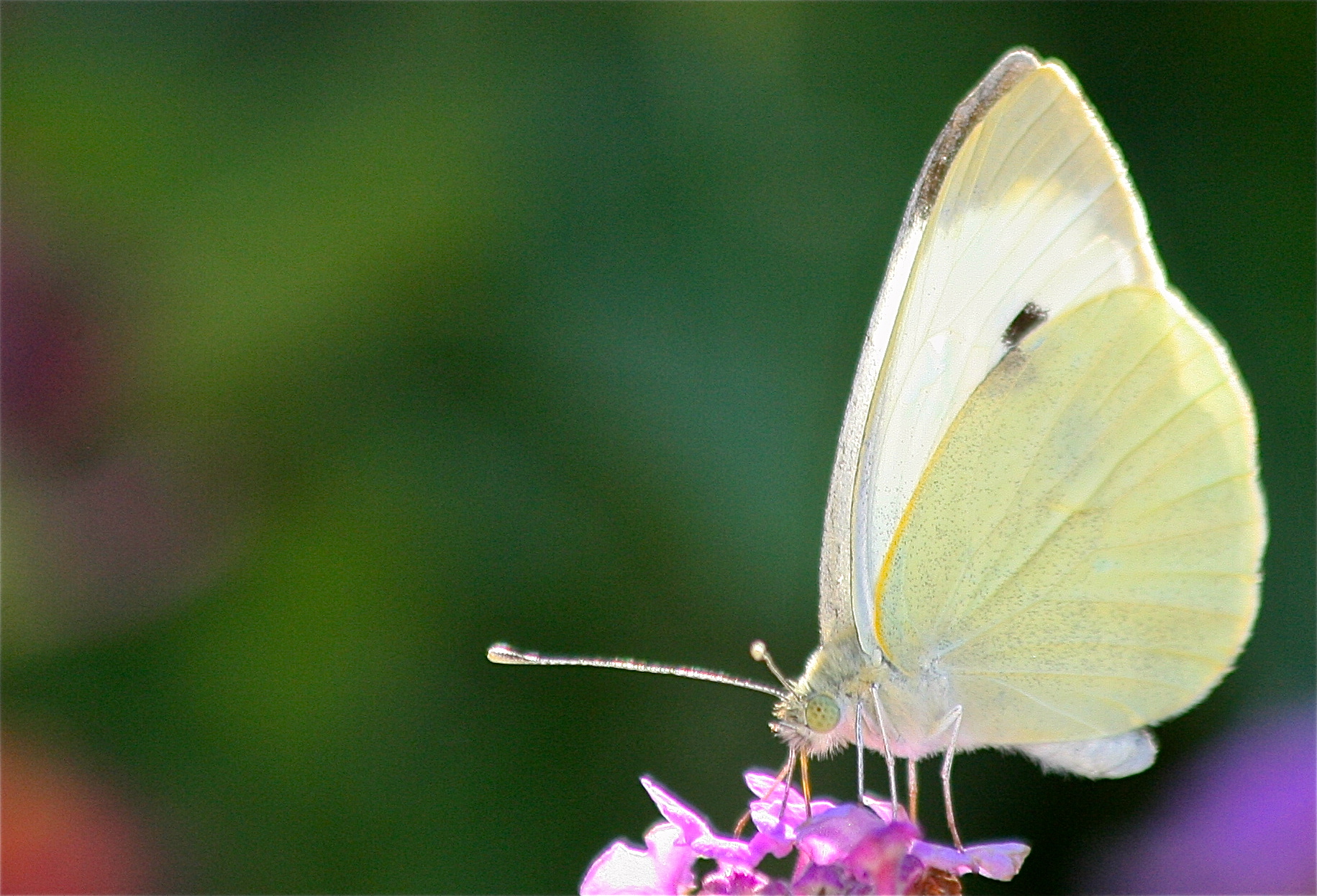 ... professione impollinatrice ...