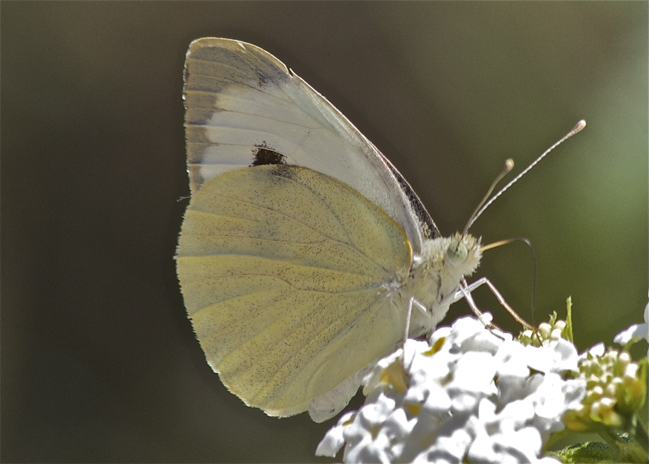 ... ore mattutine ...