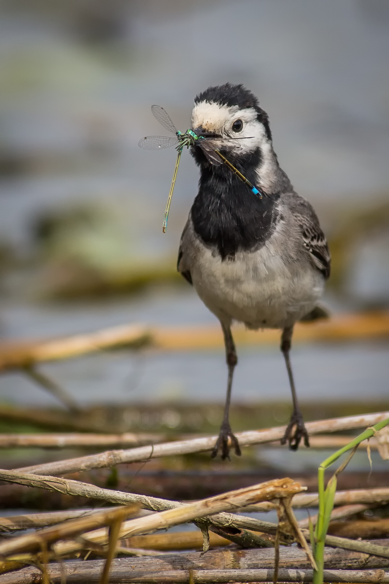 Dancer and Bridesmaids