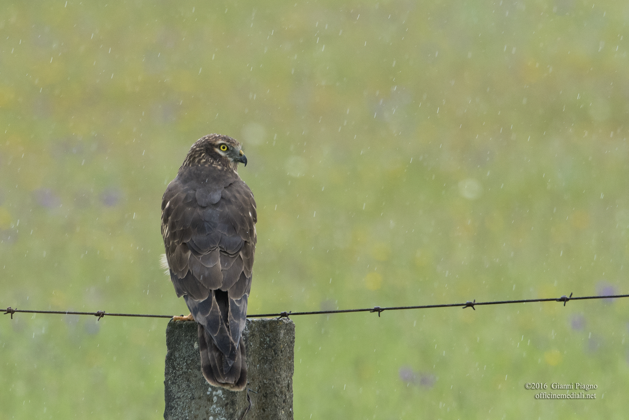 Watching in the rain