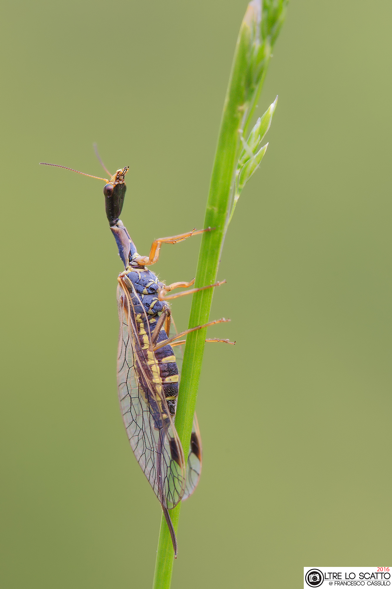 Ornatoraphidia flavilabris (Costa, 1855)