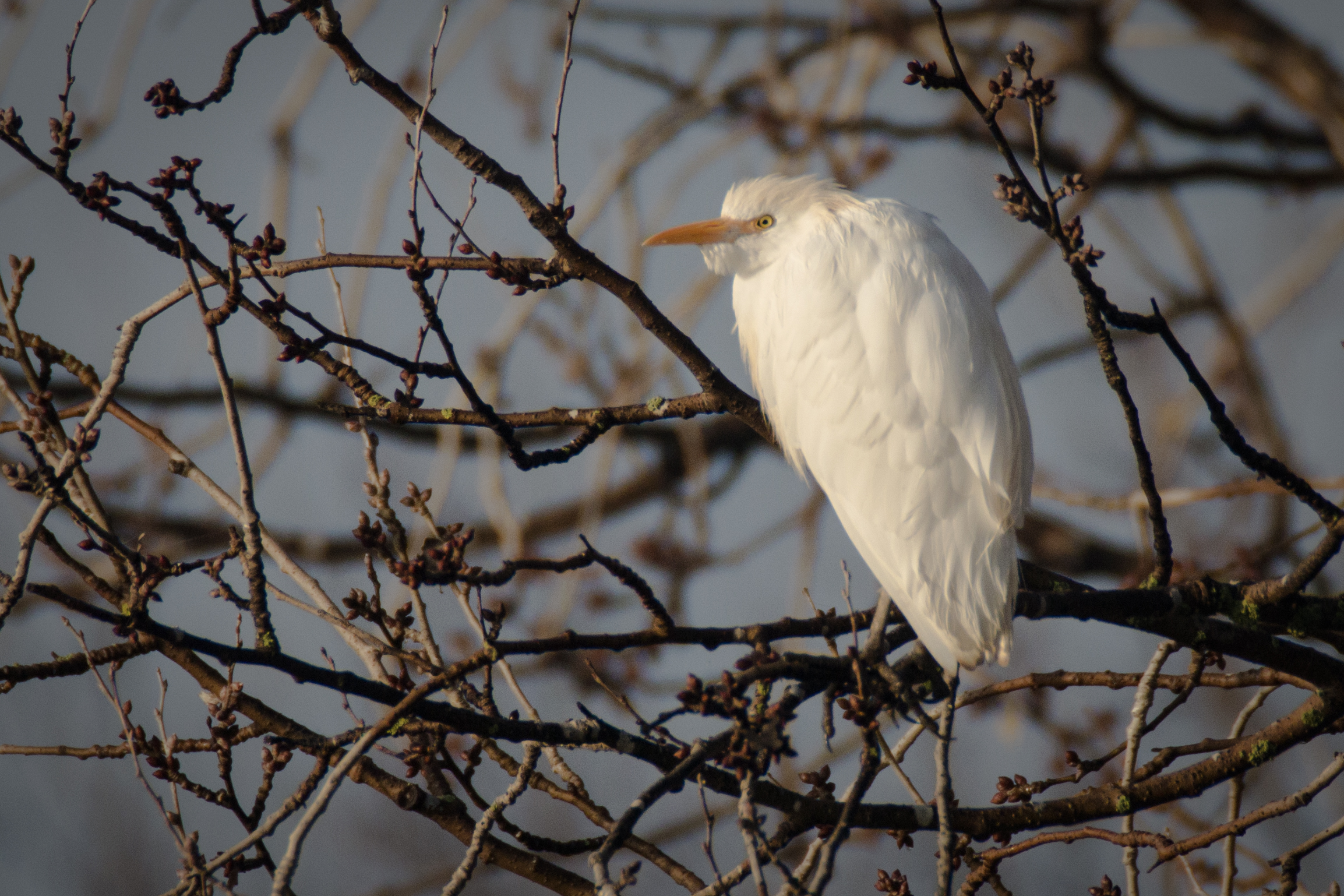 Airone guardabuoi al risveglio