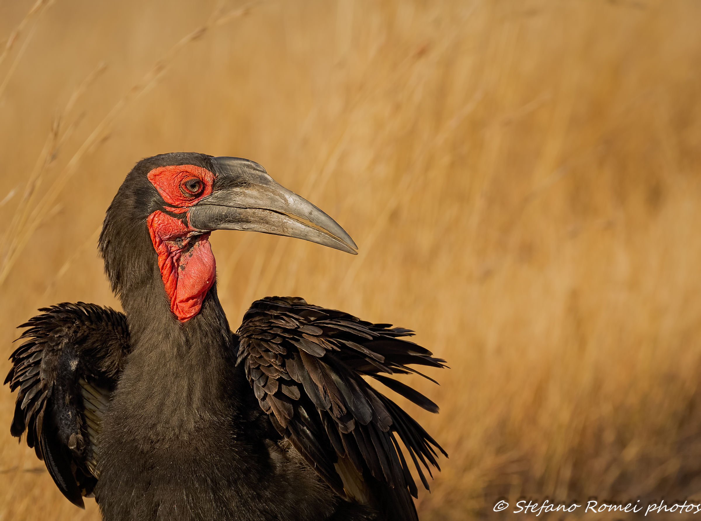 hornbill portrait