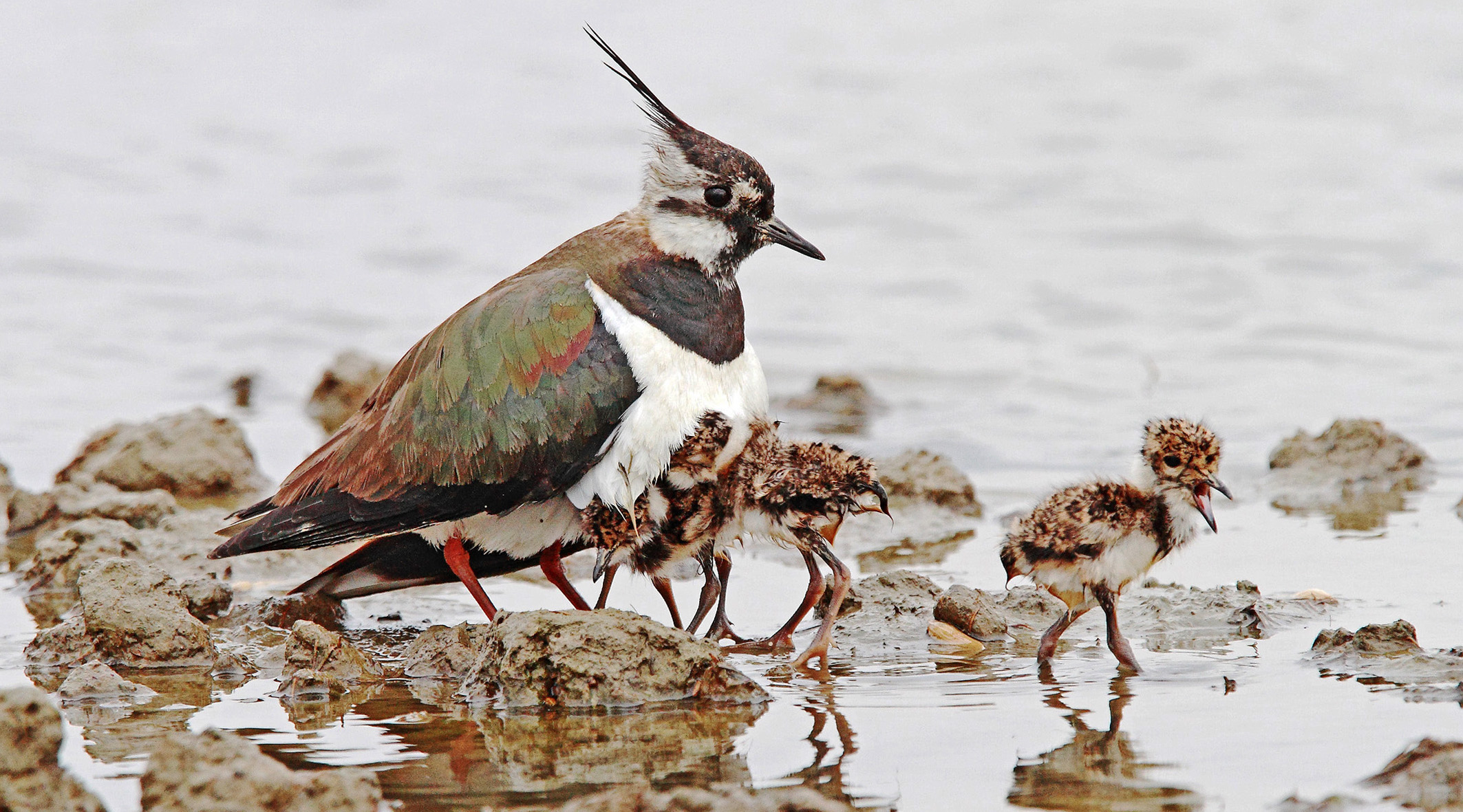 Nidiata di pavoncella