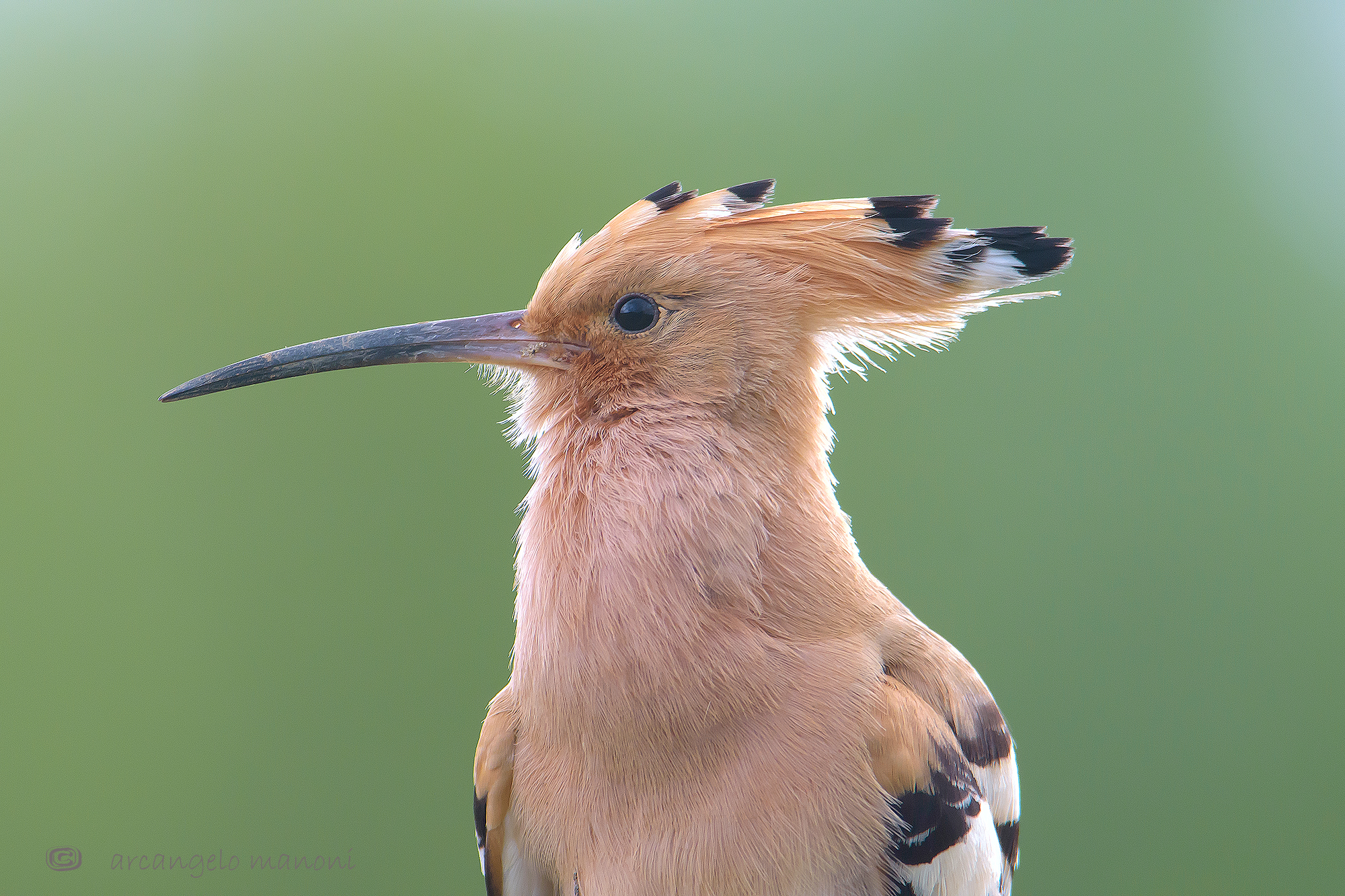 L'upupa : uccello simbolo di Israele