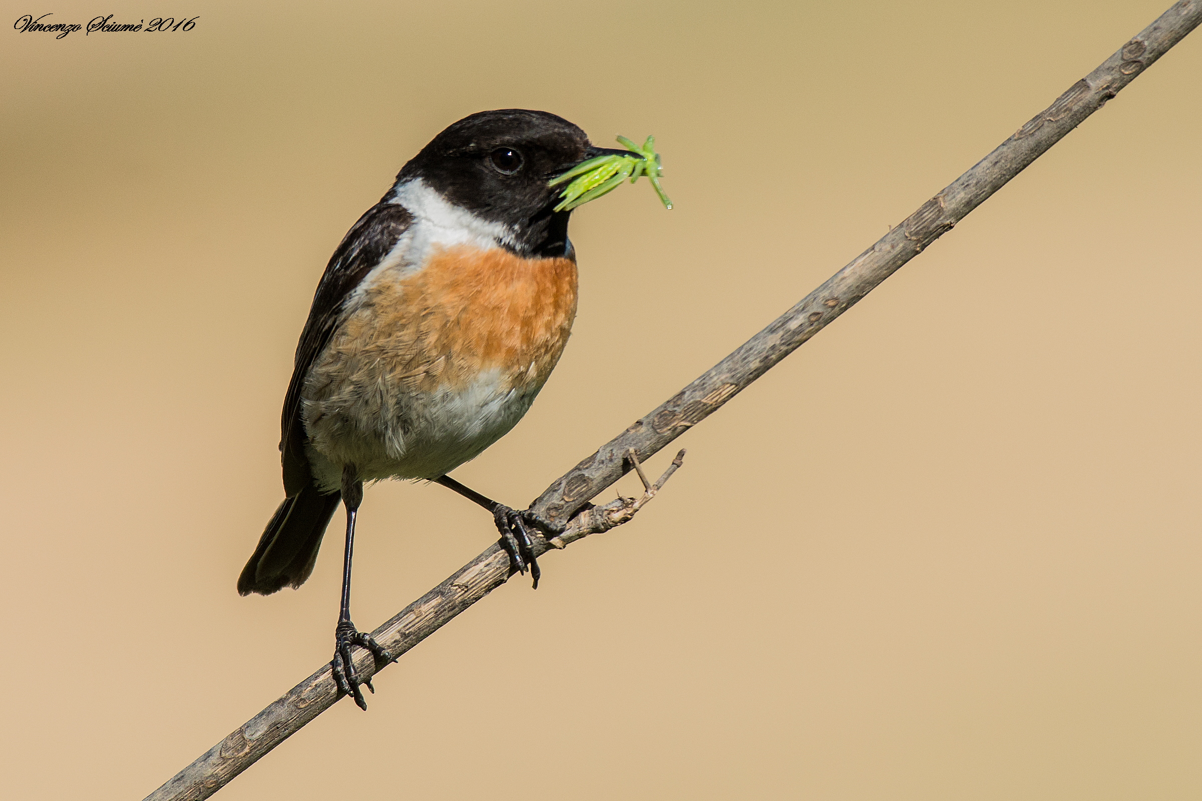 Stonechat with prey.