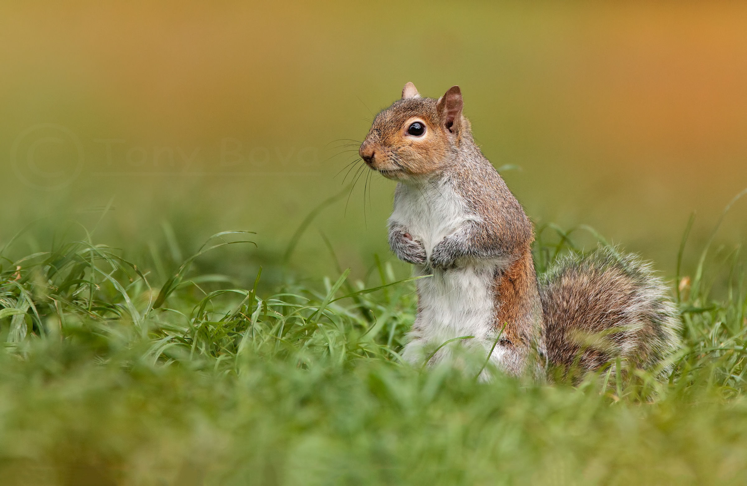 Cip in search of food ...