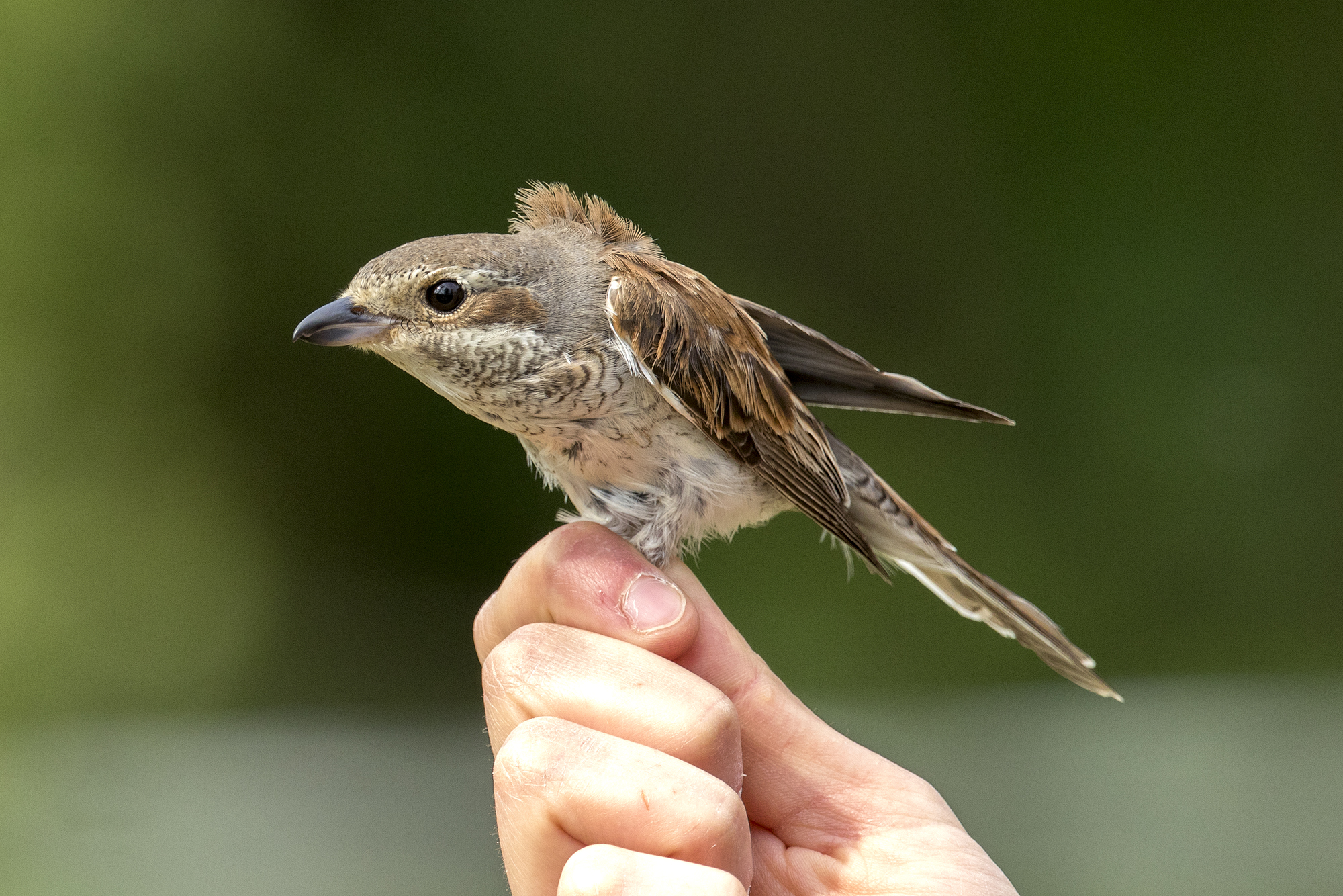 Have her young all'inanellamento