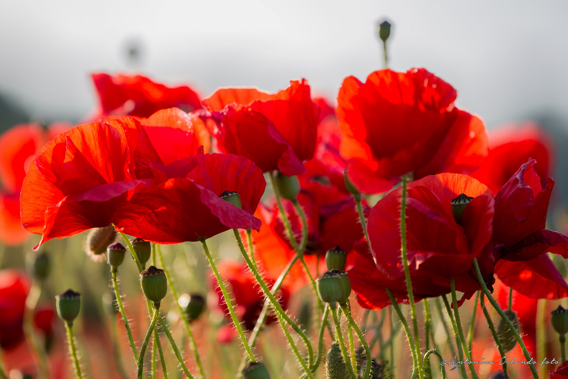 Rosso a più non posso