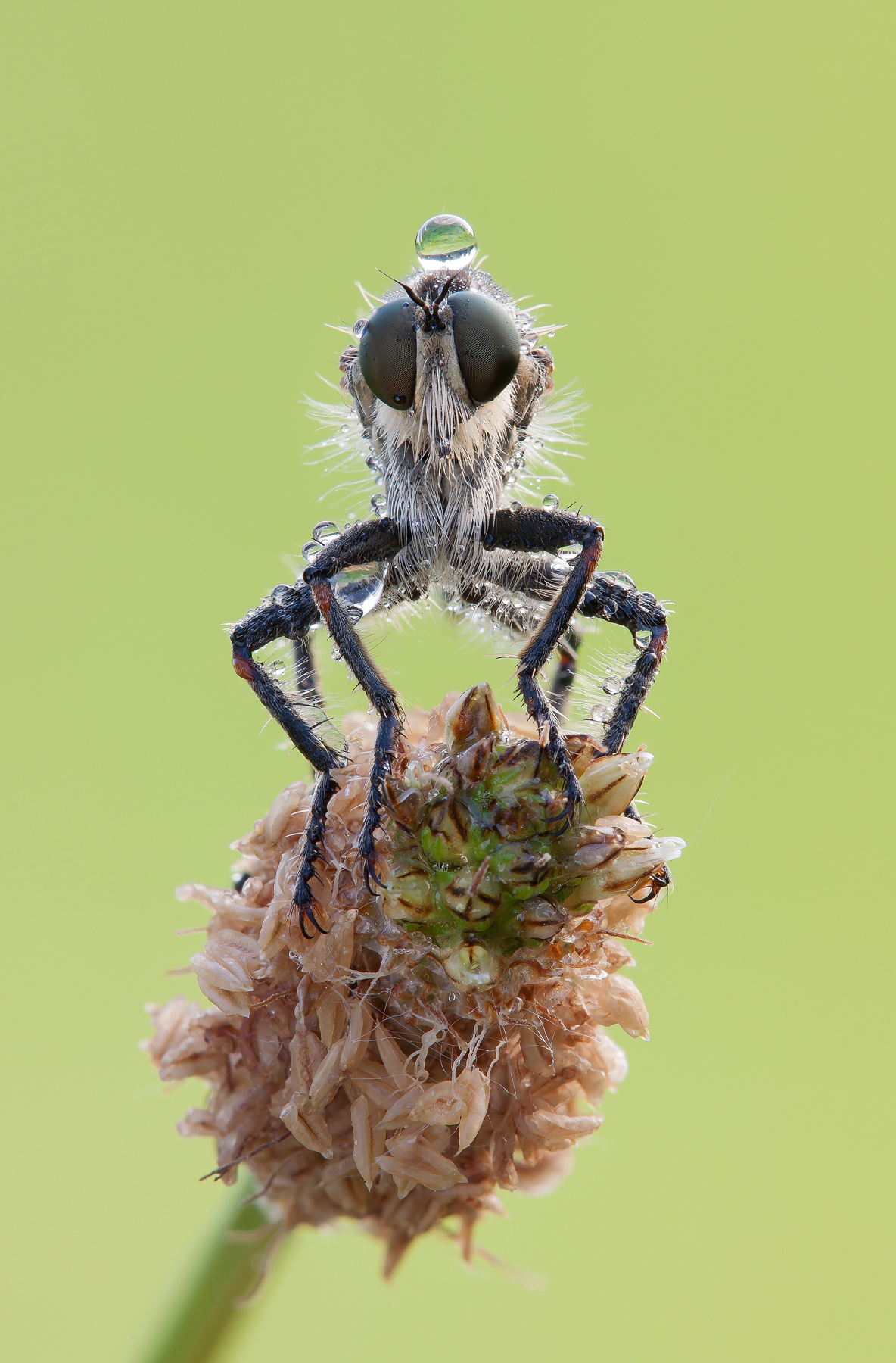 Neomochtherus geniculatus (Asilide)