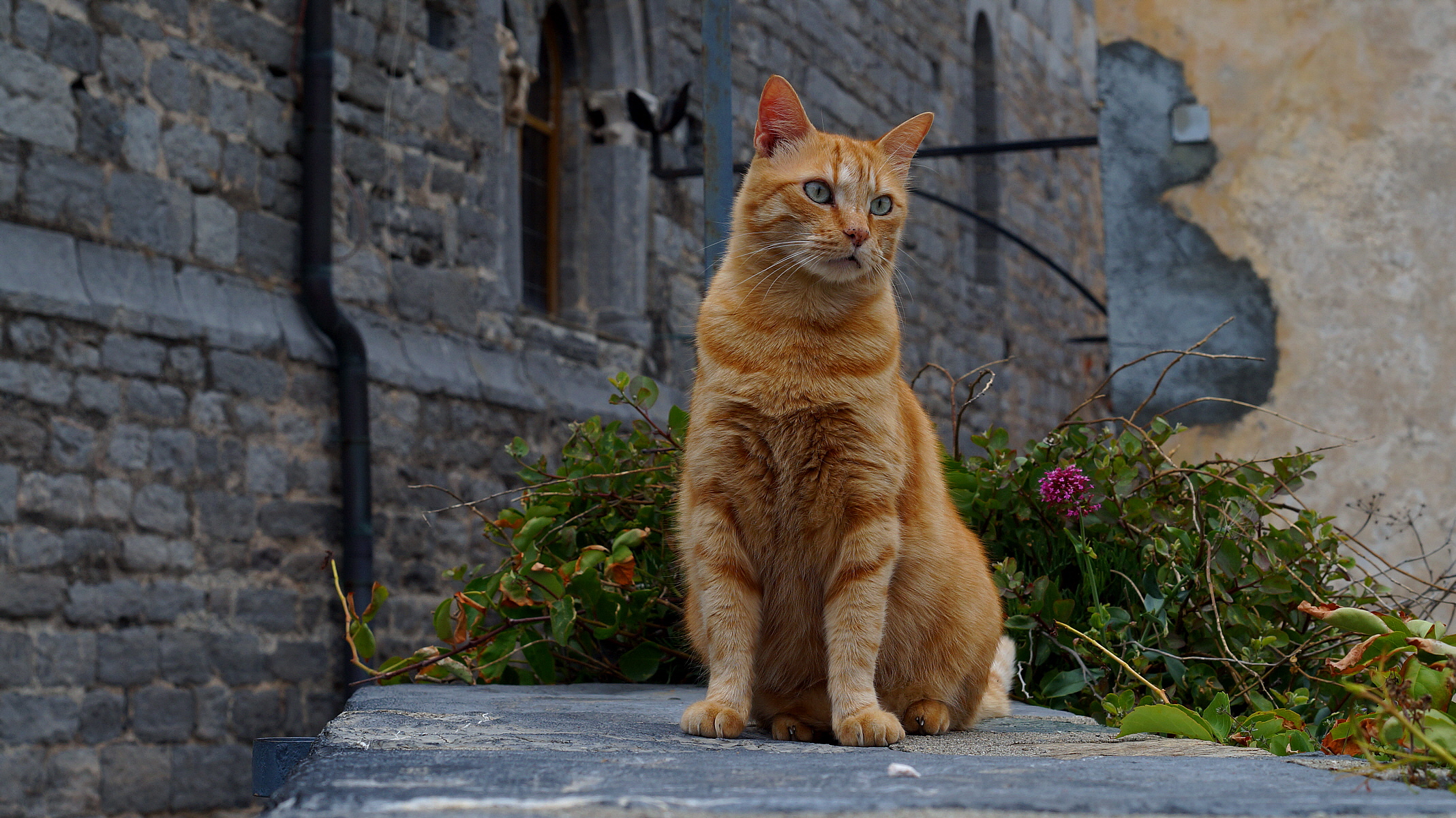 Il biondo dagli occhi azzurri
