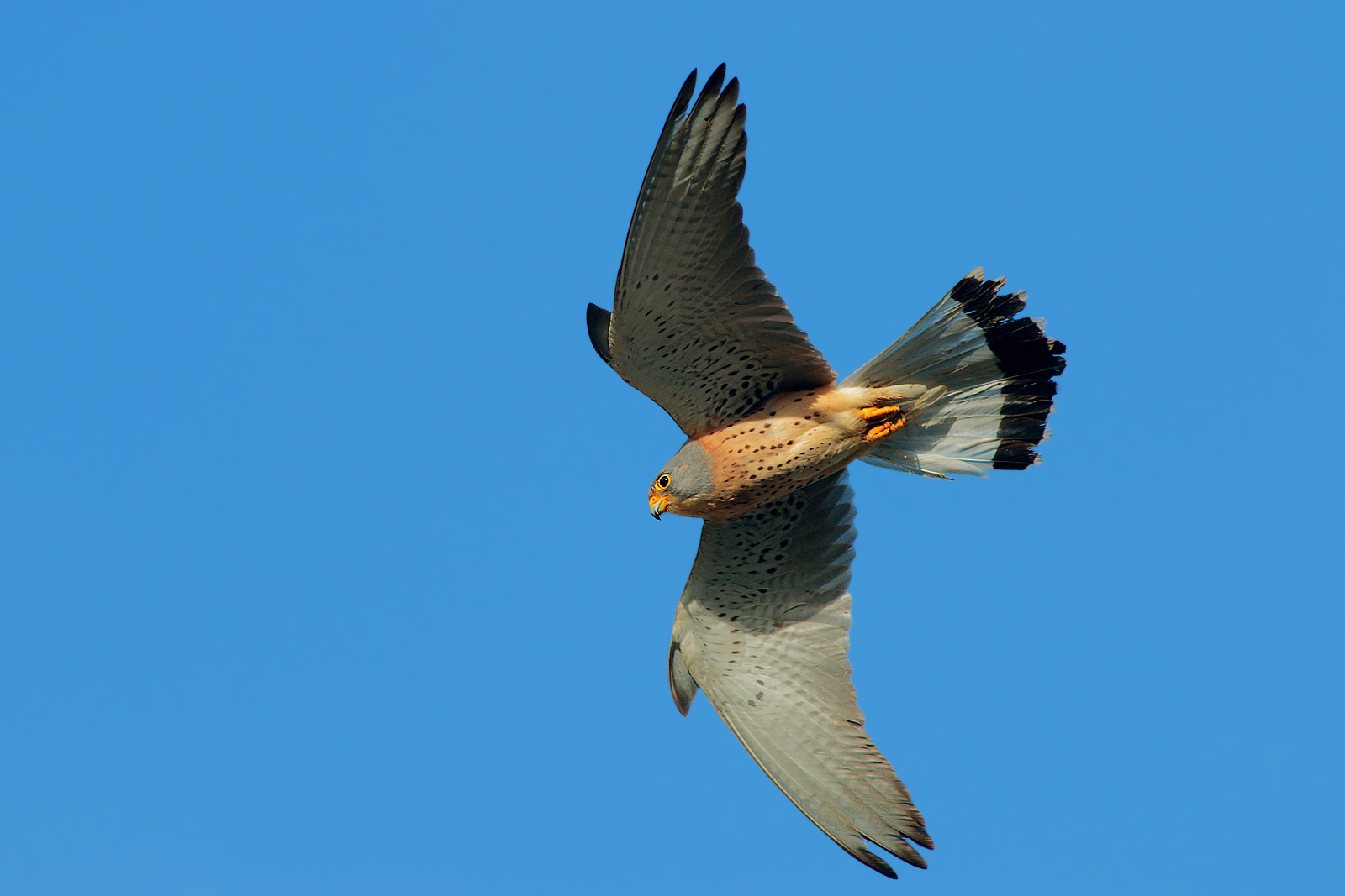 Lesser kestrel swooping male